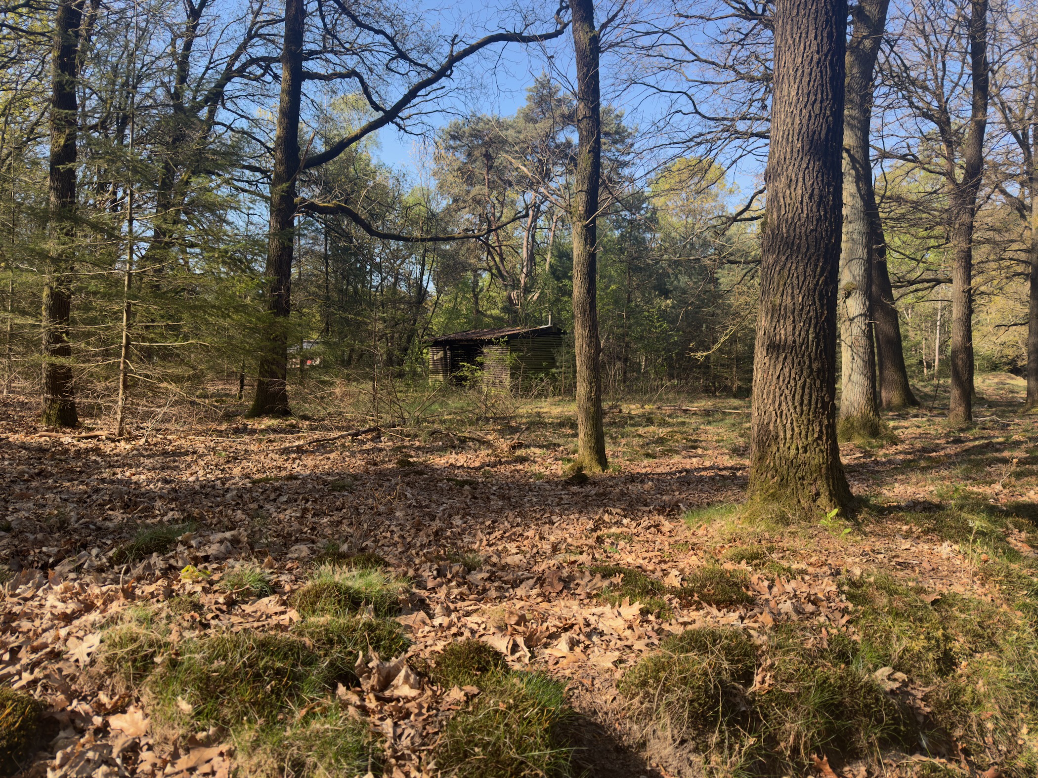 A wooden hut among bare trees in open woodland