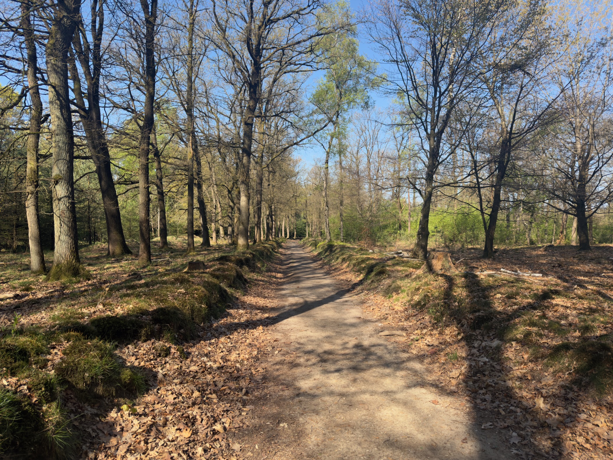 A sandy path through tall trees in bright sunlight