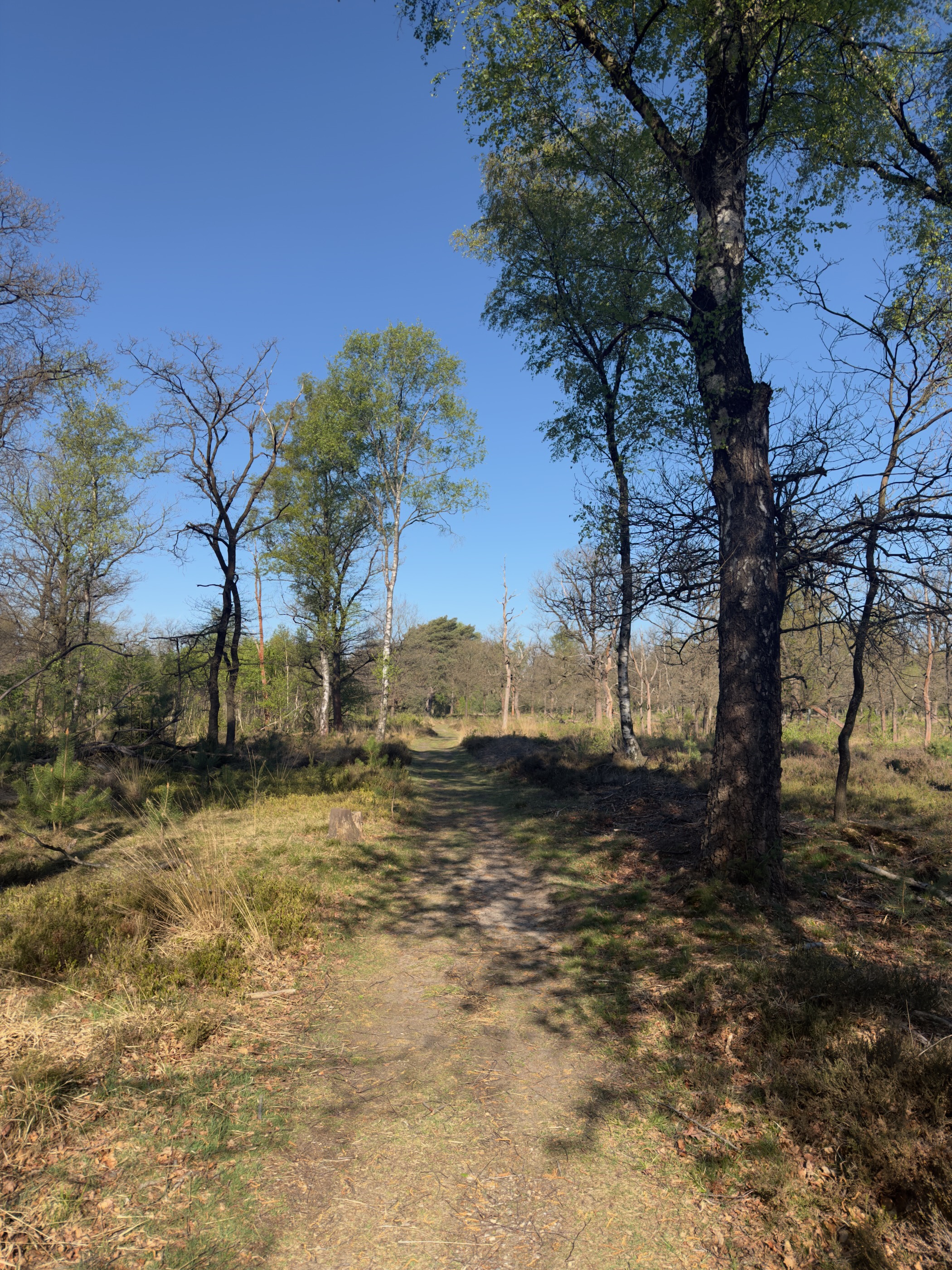 A path crossing heathland with birch trees under a blue sky
