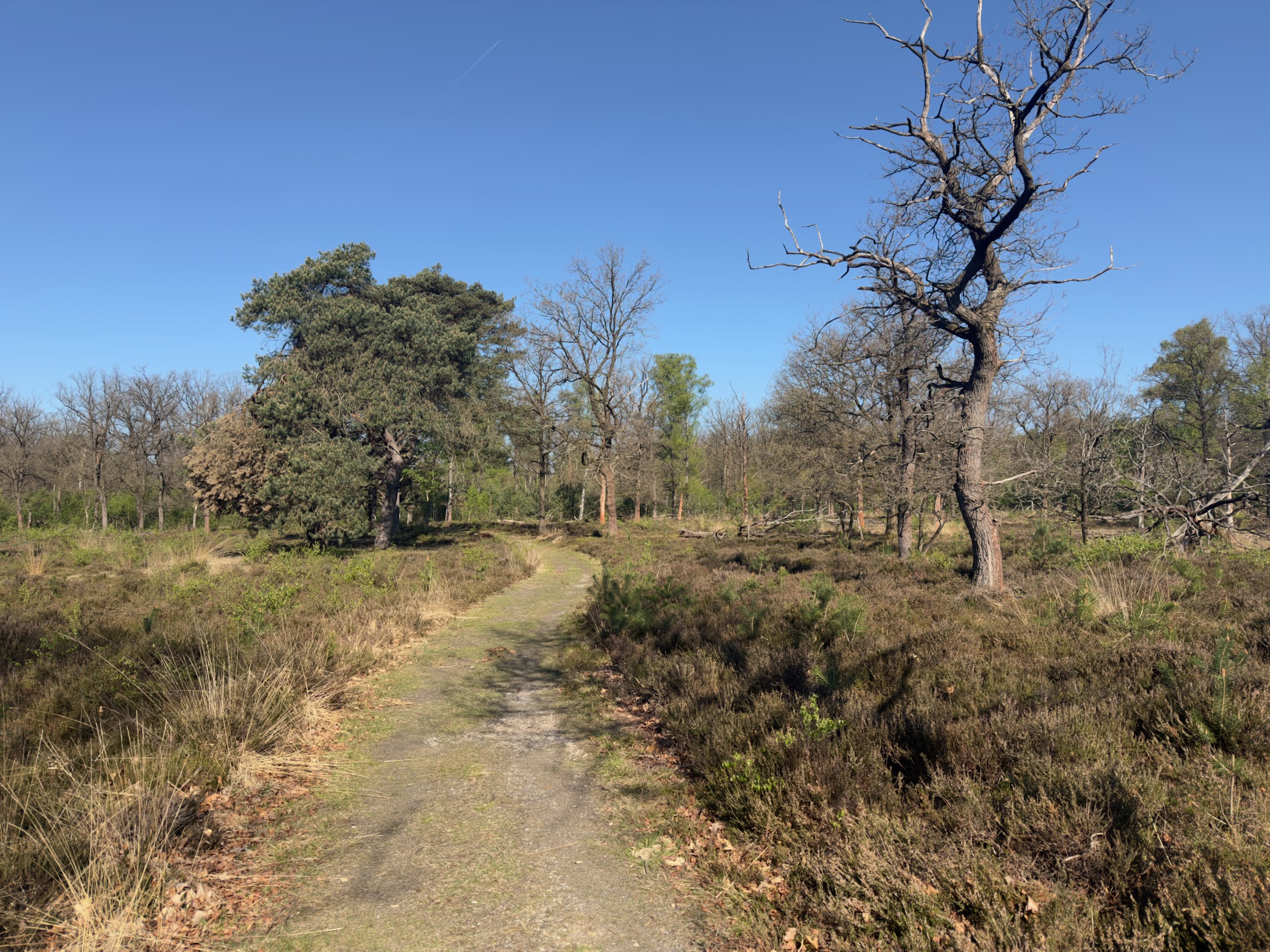 A path on the heath with a bare oak tree under a blue sky