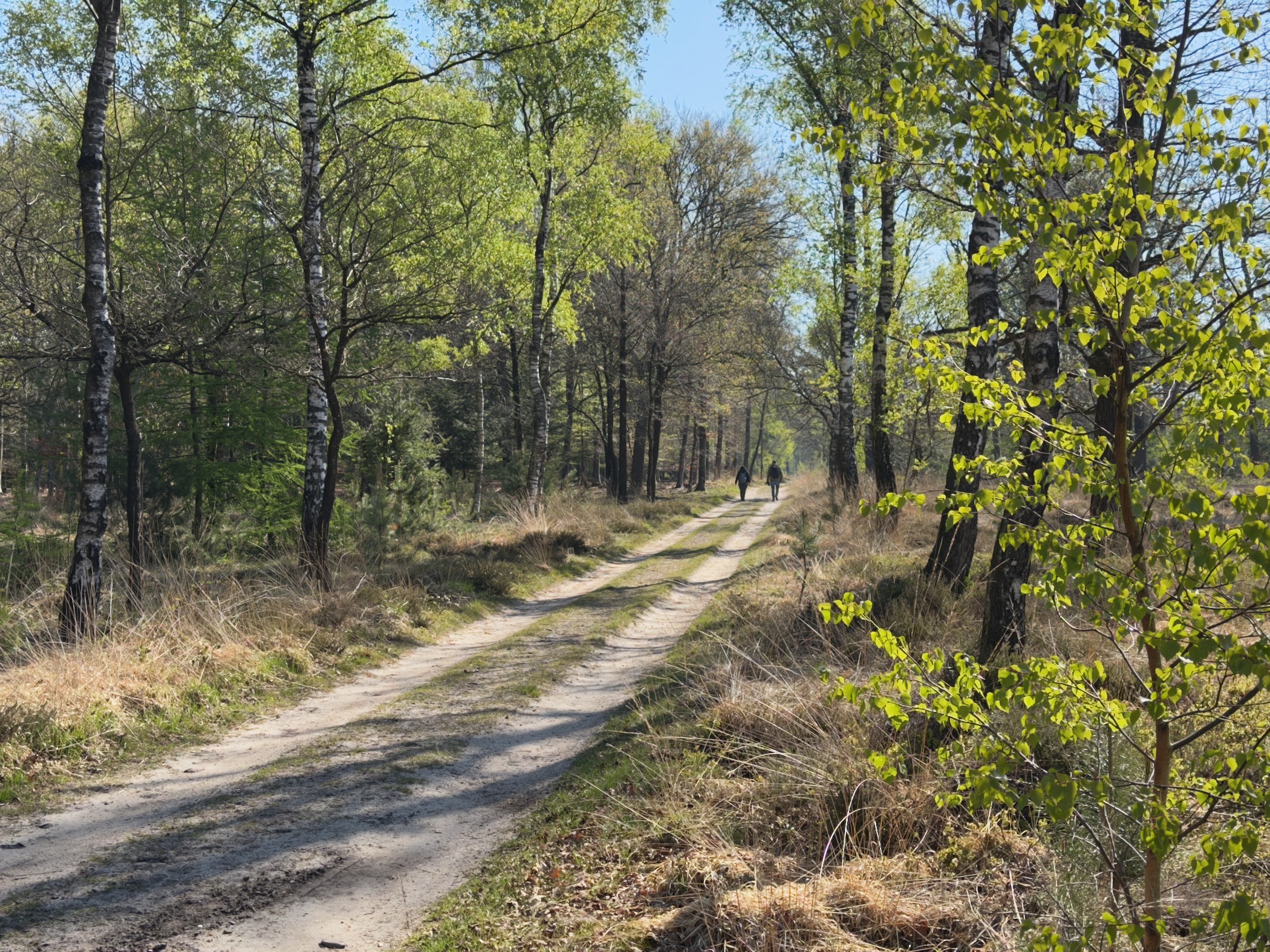 A sandy track between birch trees with two walkers in the distance