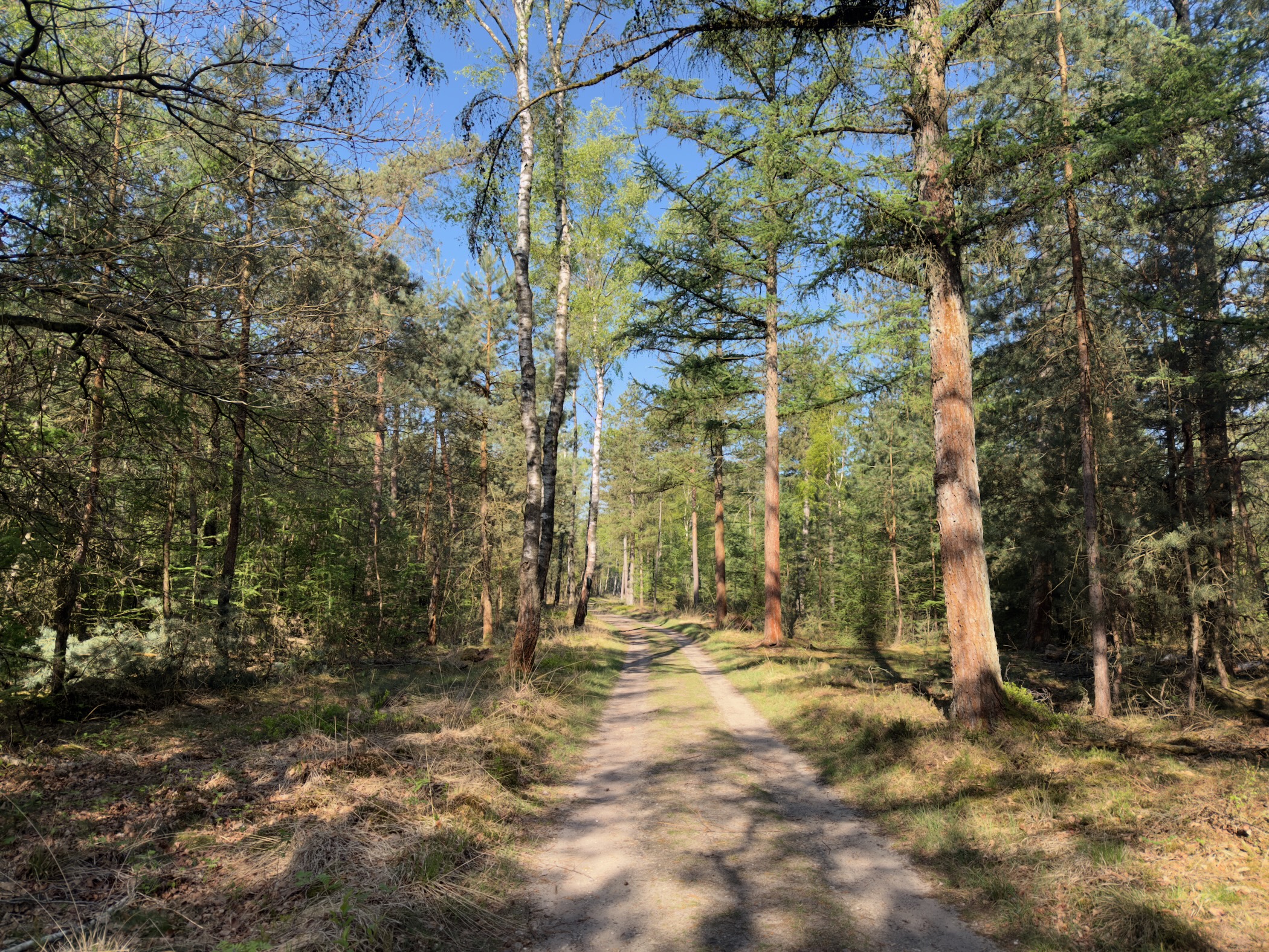 A sandy path running between pine and birch trees