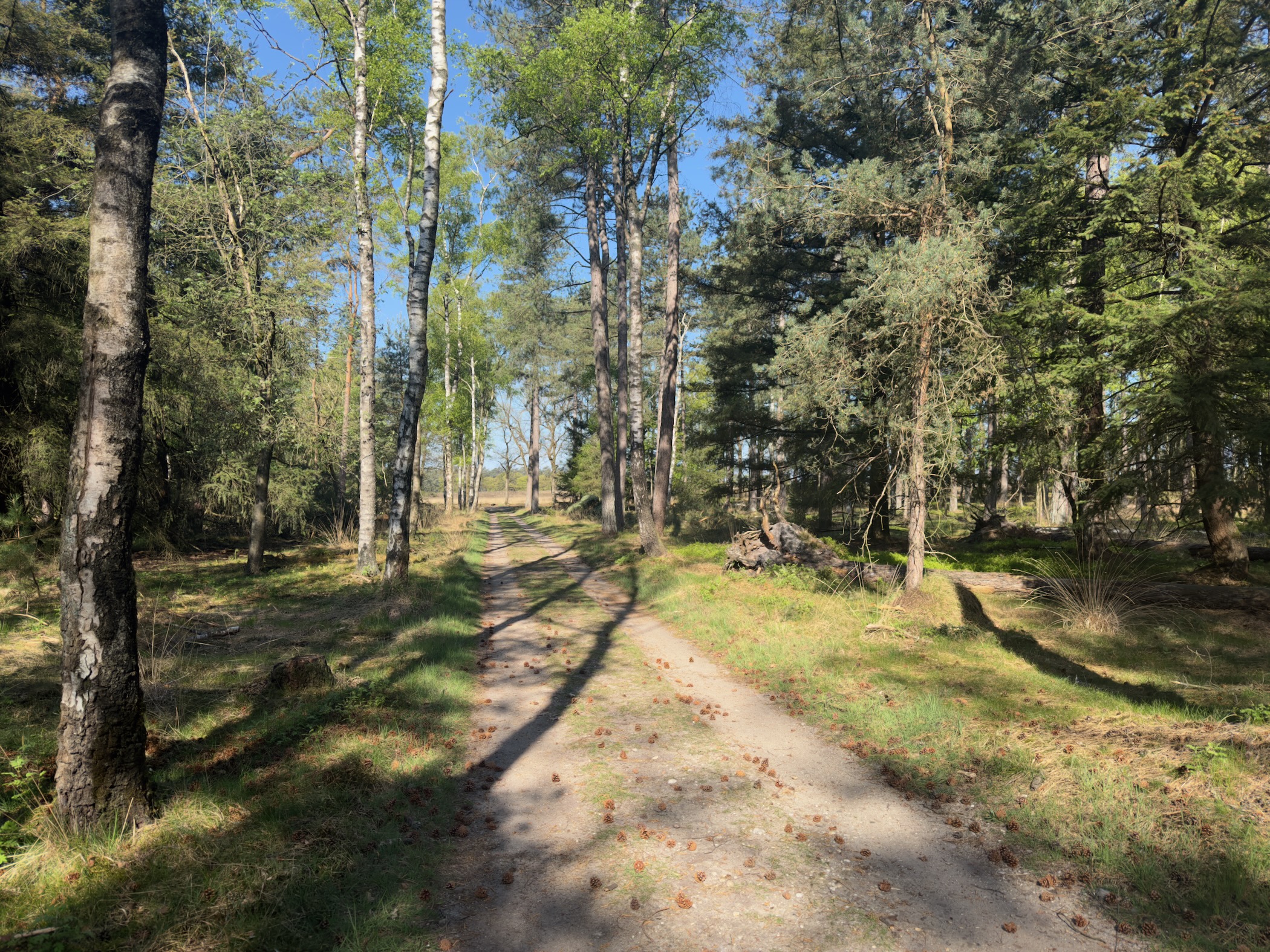 A sandy path between pine and birch trees with long shadows
