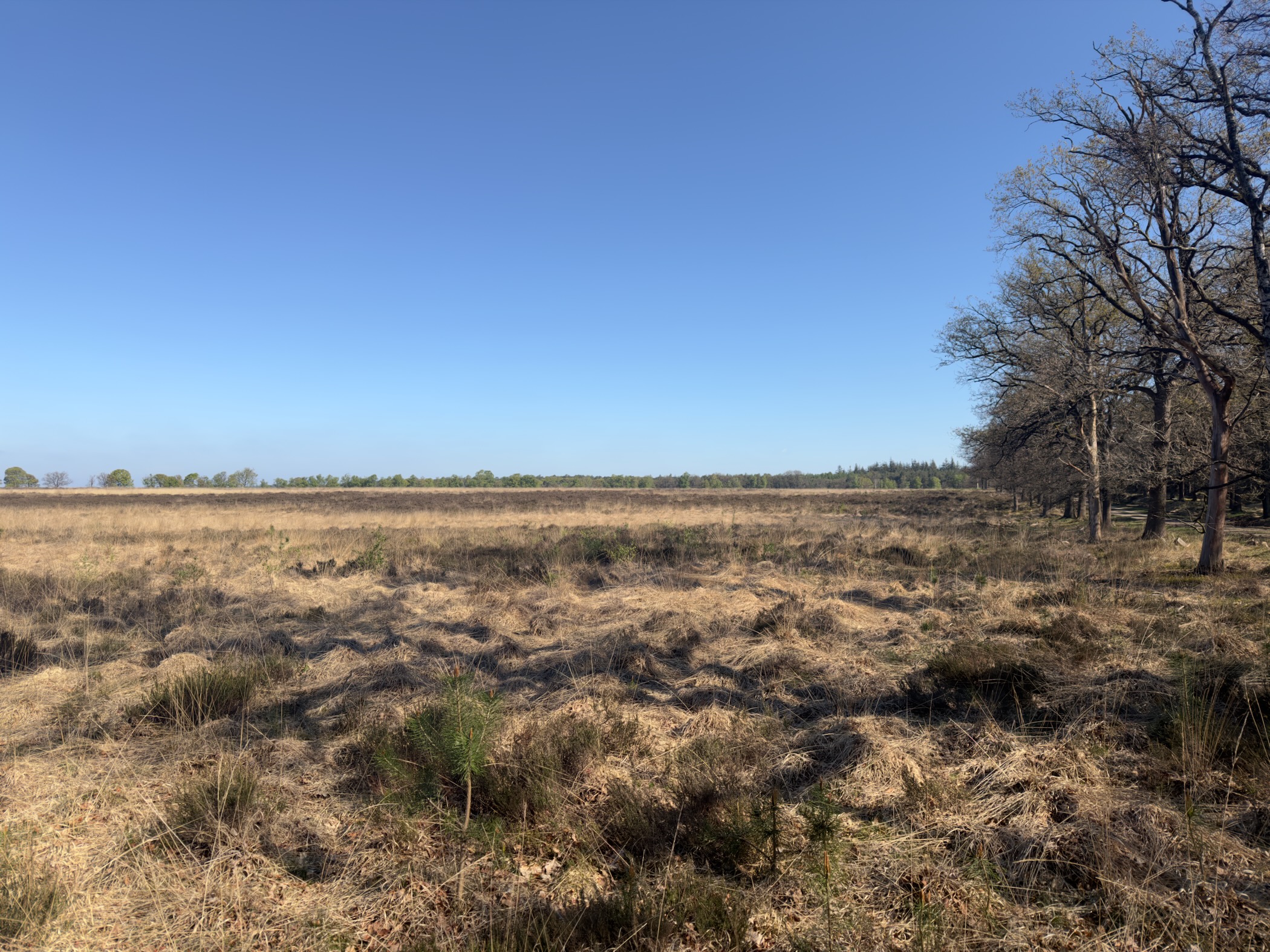 An open heath of brown grass under a blue sky