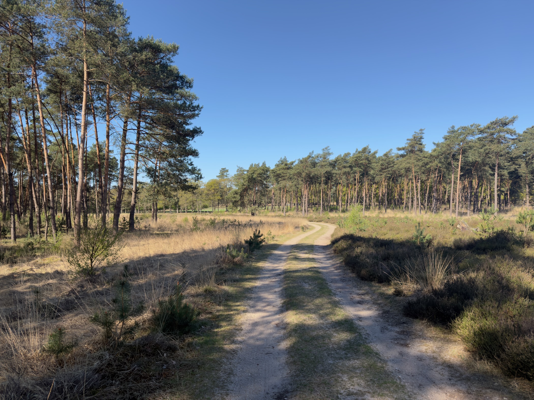 A sandy track on heath with a line of pine trees behind