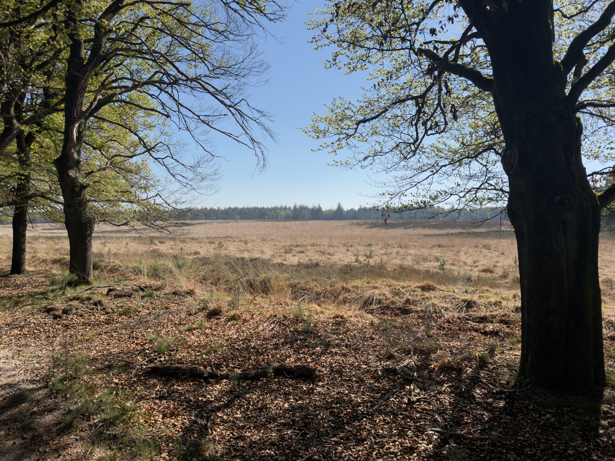 A wide heath framed by two oak trees in the foreground