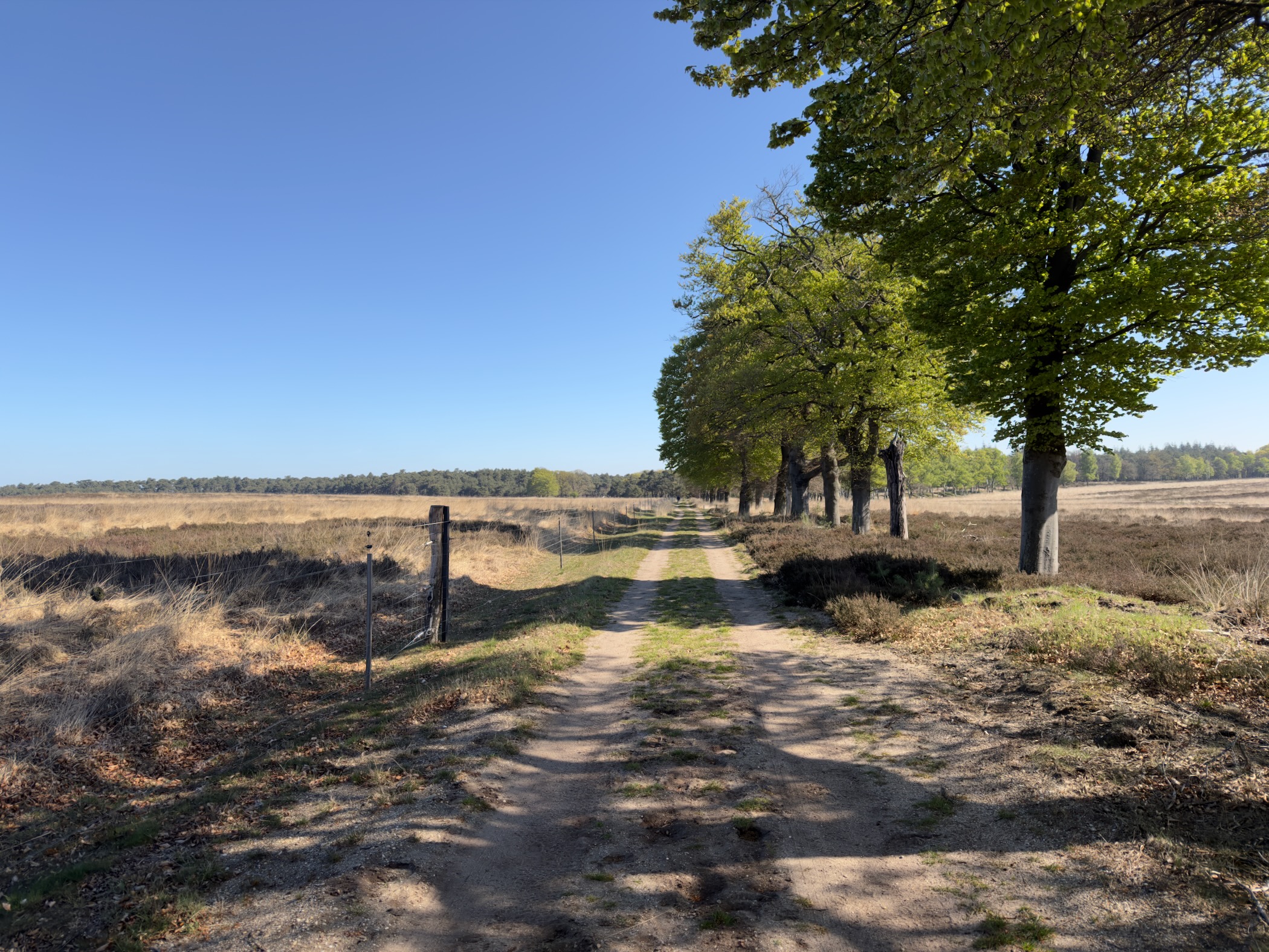 A sandy track running between heath and a row of trees