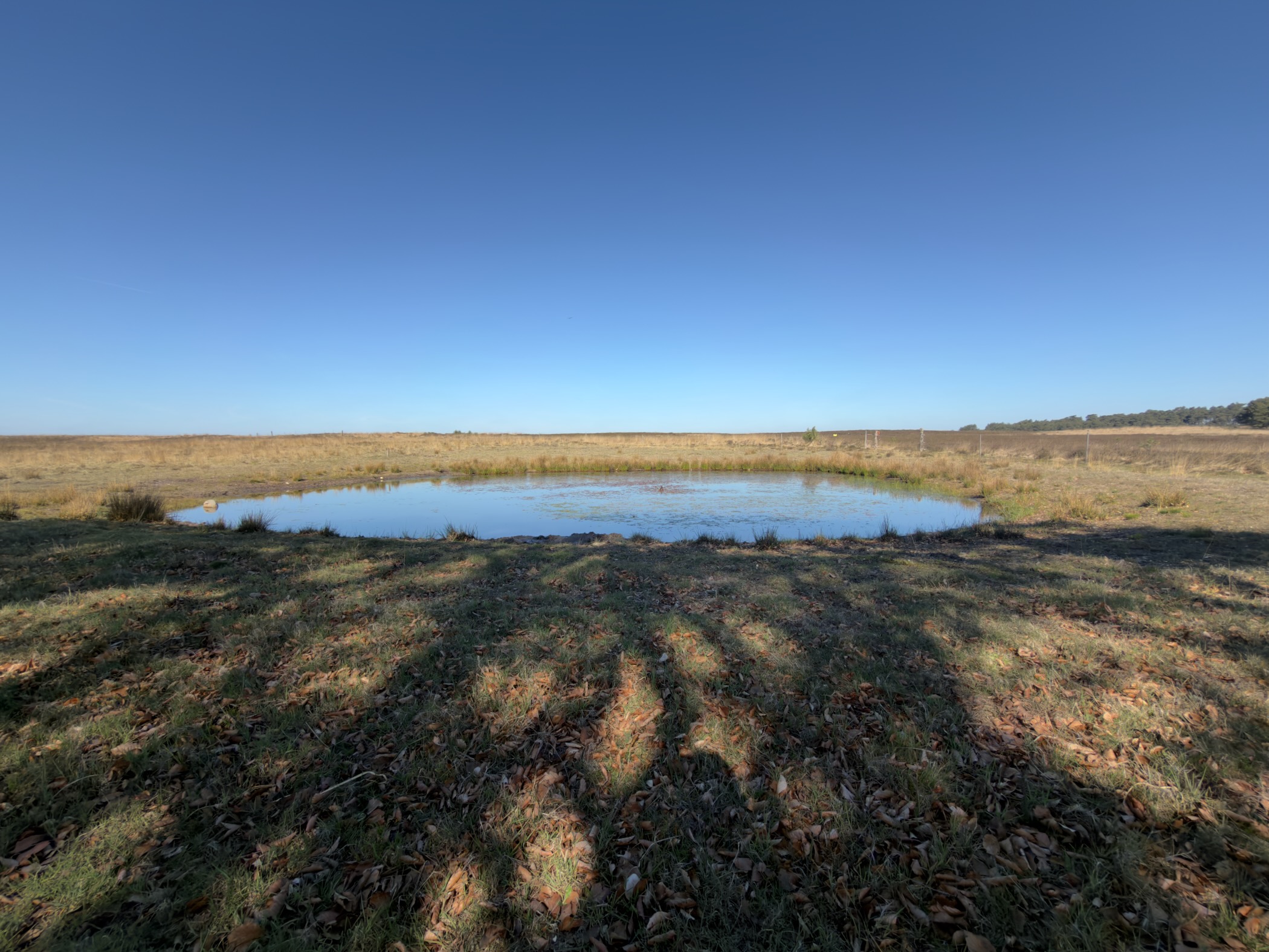 A small pond on open grassland under a clear blue sky
