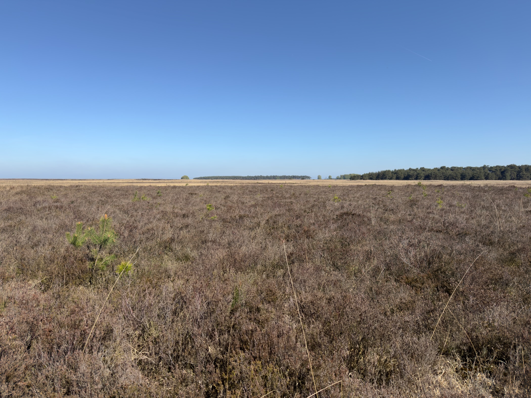 A flat brown heather plain reaching the horizon
