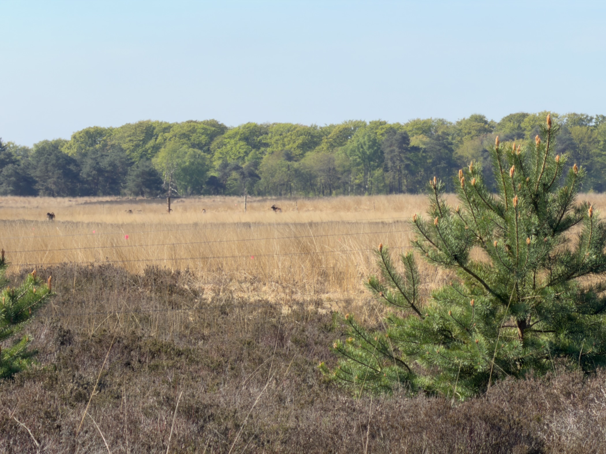 A Moeflon on the edge of the heath