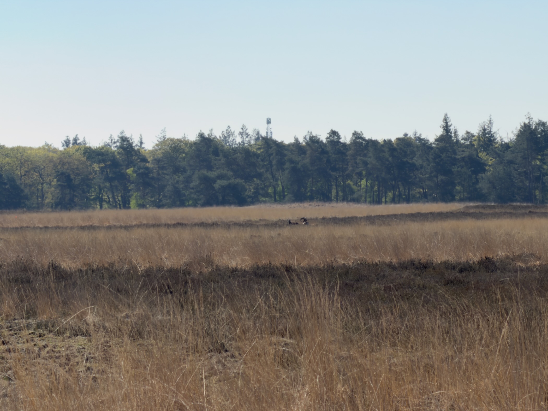 Two Moeflon standing on the heath with a wall of trees behind