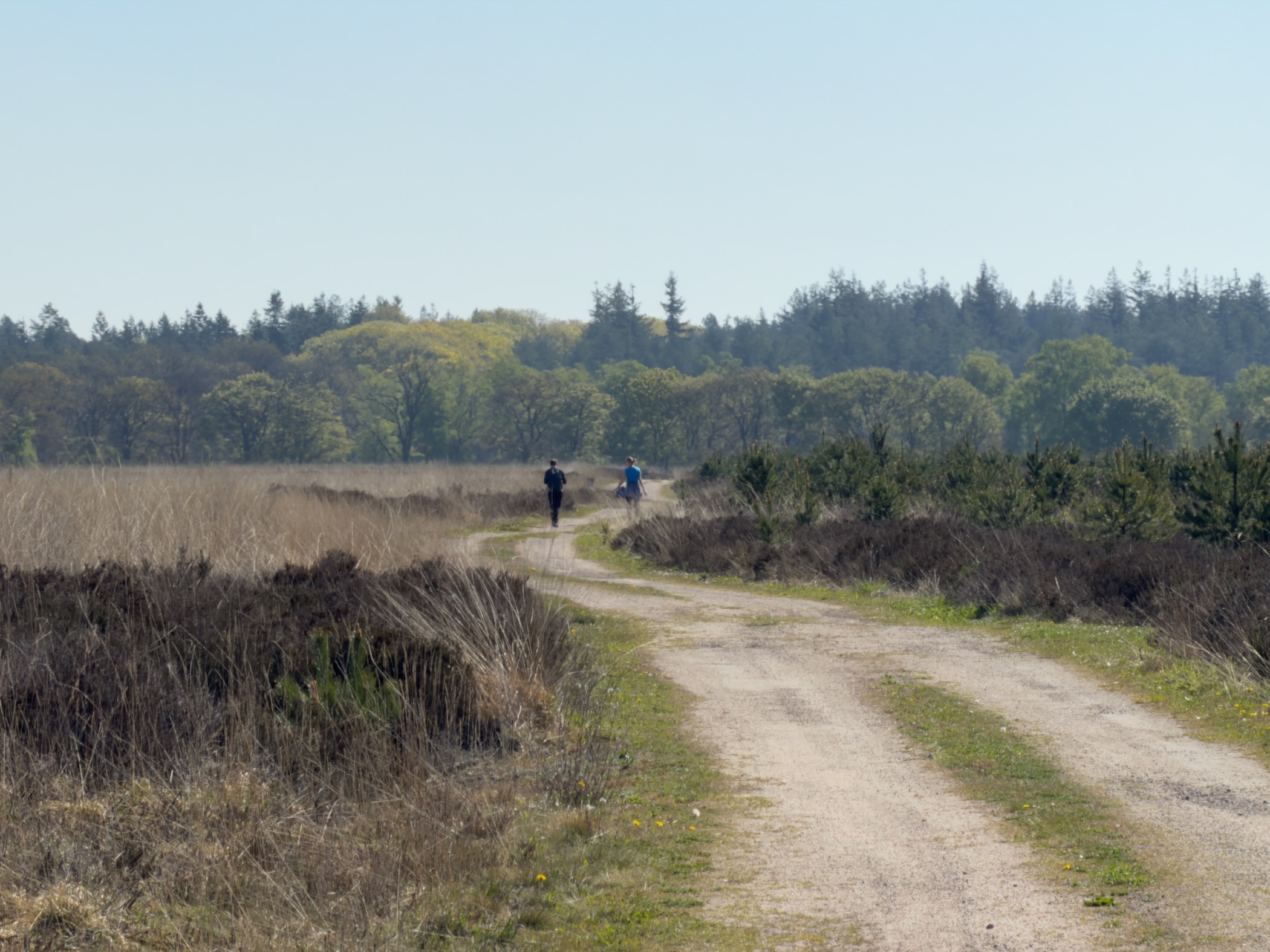 A sandy track across the heath with two walkers ahead