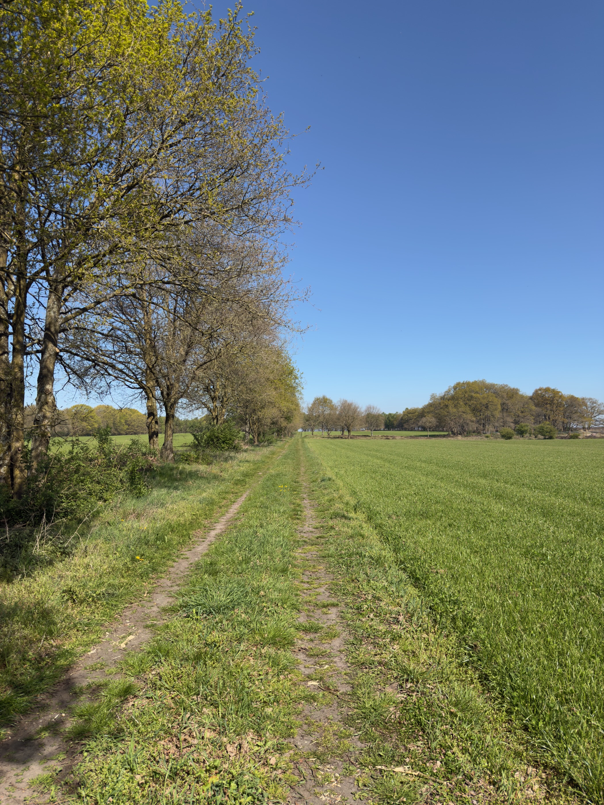 A grass track running between a tree line and a green field