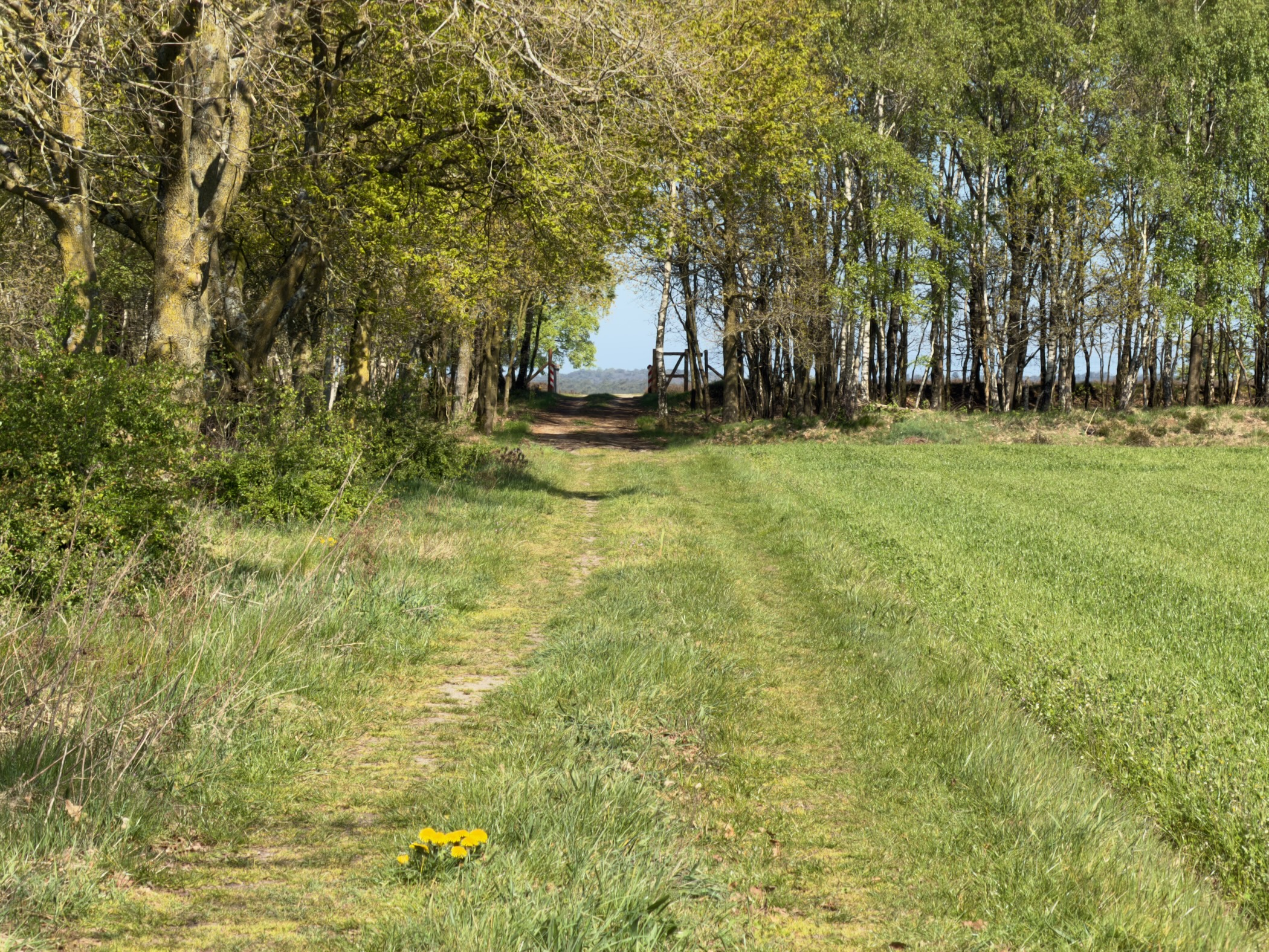 A grassy track beside trees with a yellow flower in the foreground