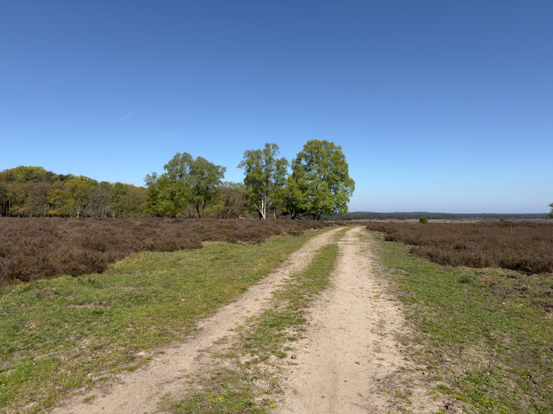 A sandy track on the heath leading to a clump of birch trees