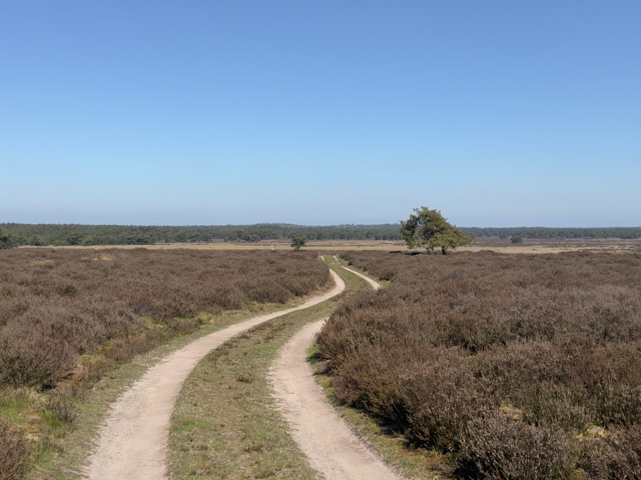 A winding track across heather with a single tree on the right