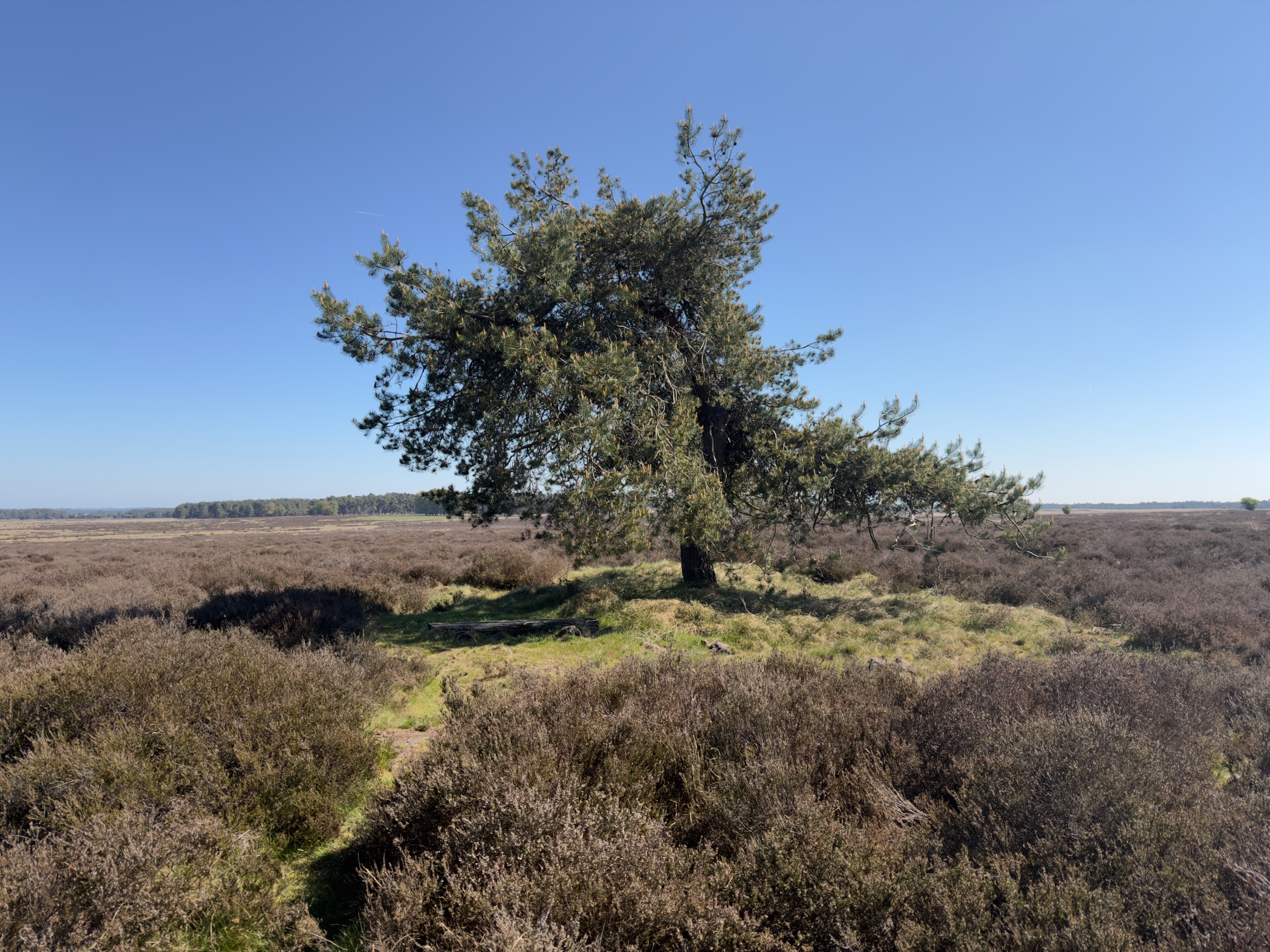 A single tree standing in the middle of the heather plain