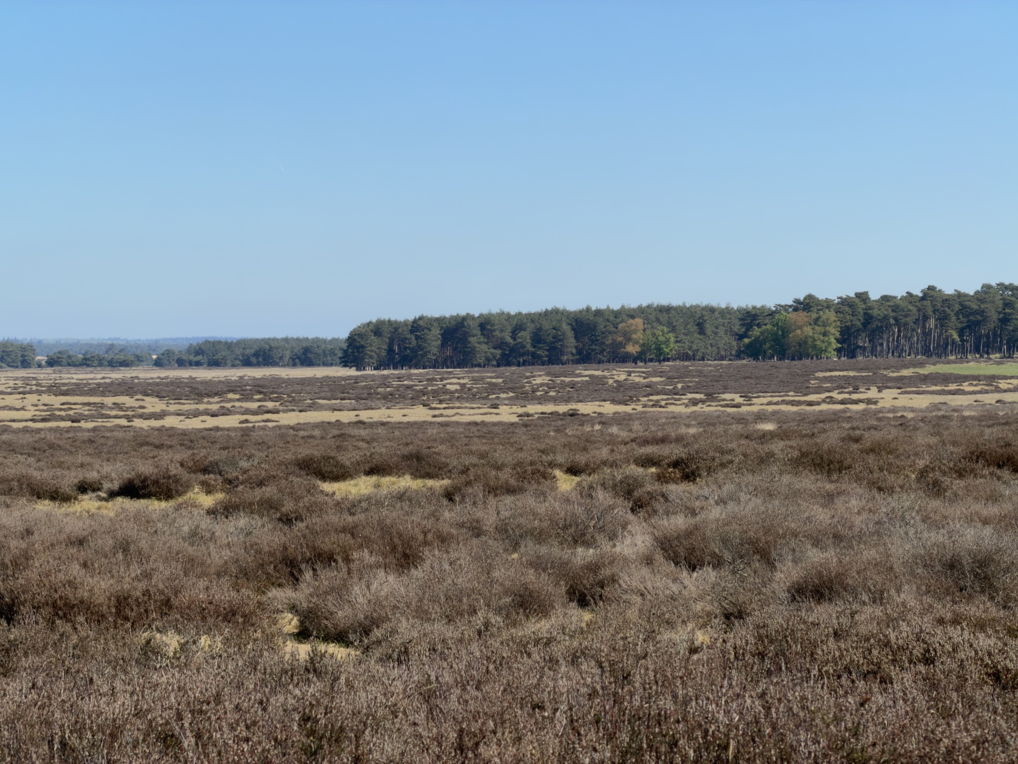A heather plain with a line of pine trees in the distance