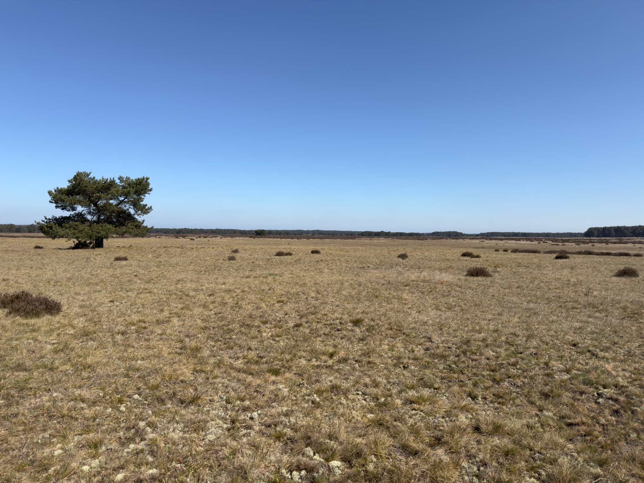 An open grass heath with a single pine tree on the left