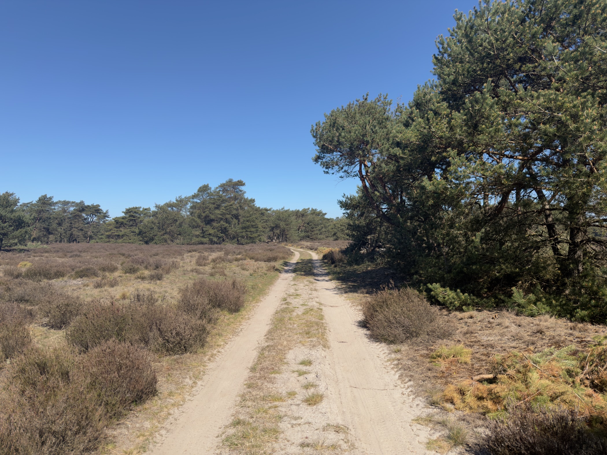 A sandy track on the heath passing under a low pine tree