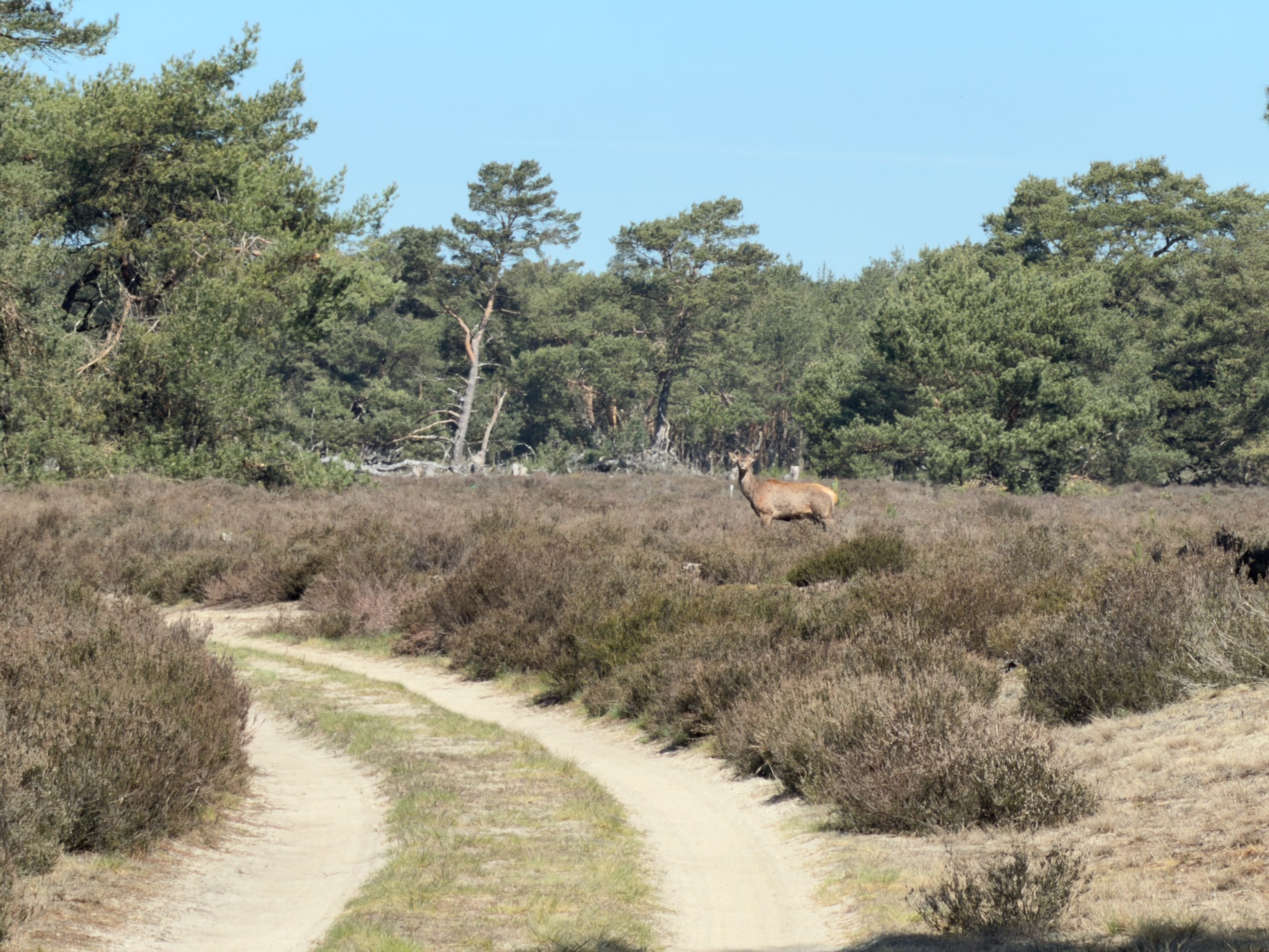 A red deer standing in the heather beside the sandy track