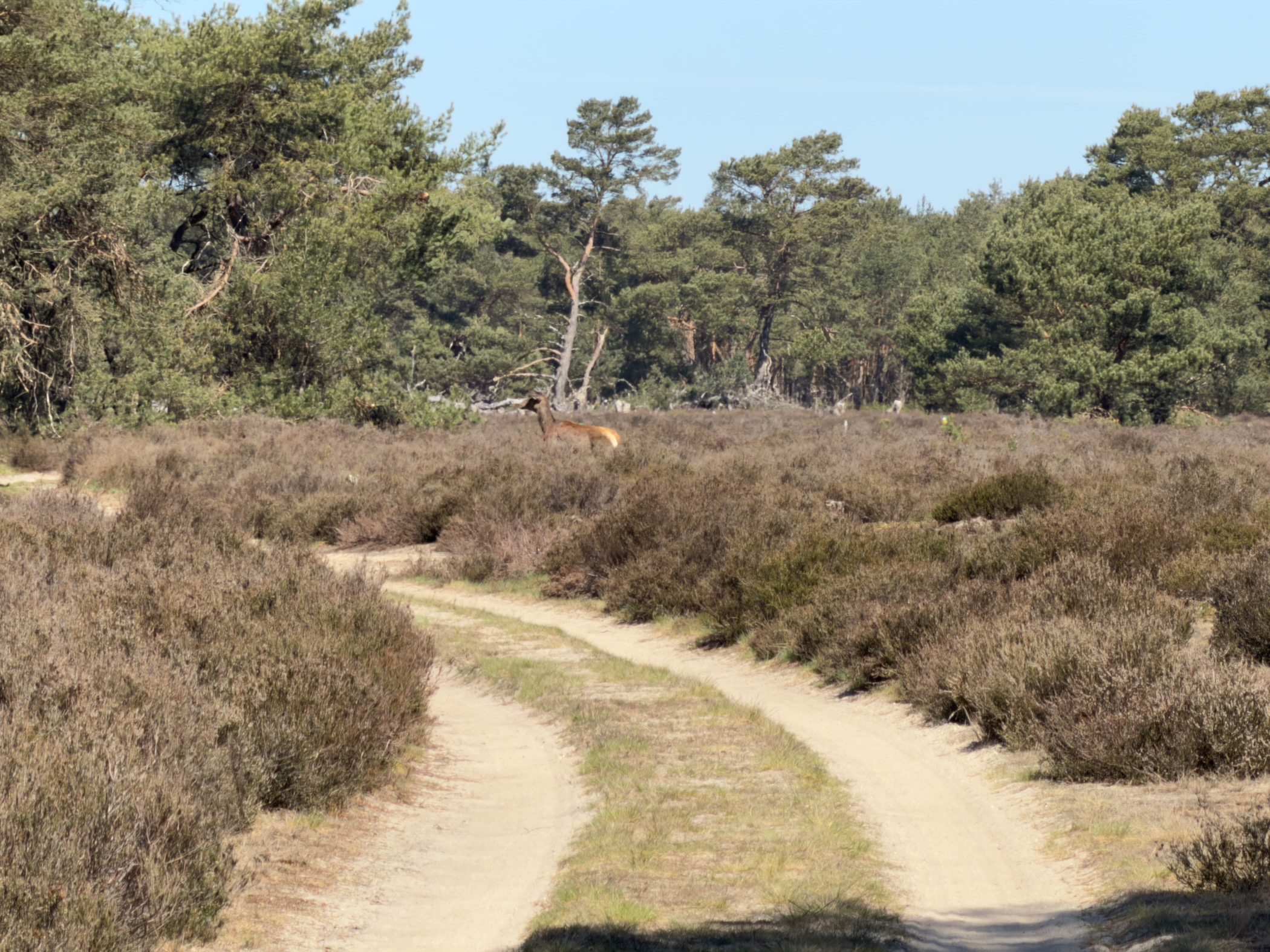 A sandy track winding through heather with a deer in the distance