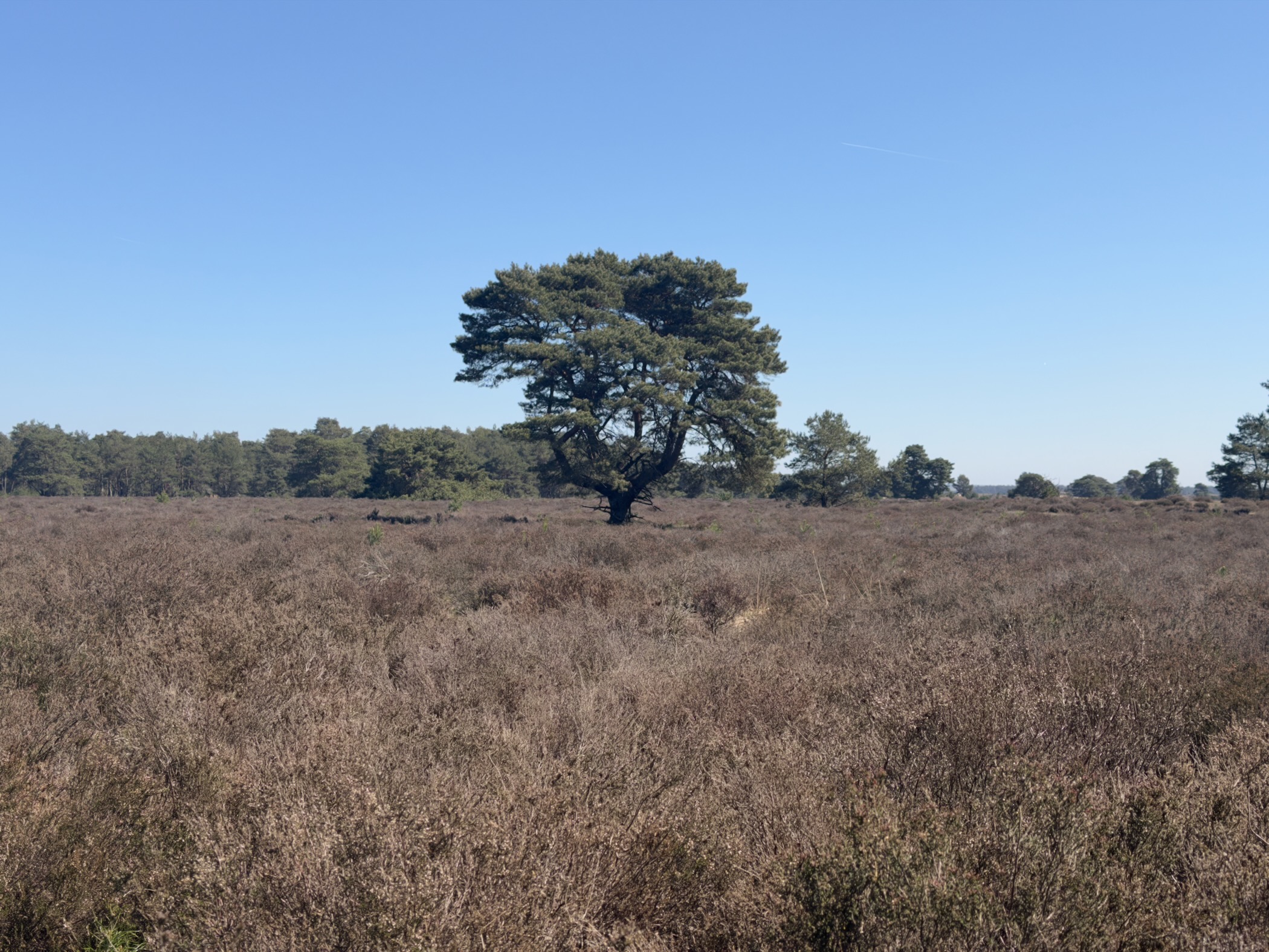 A single pine tree alone on the heather plain