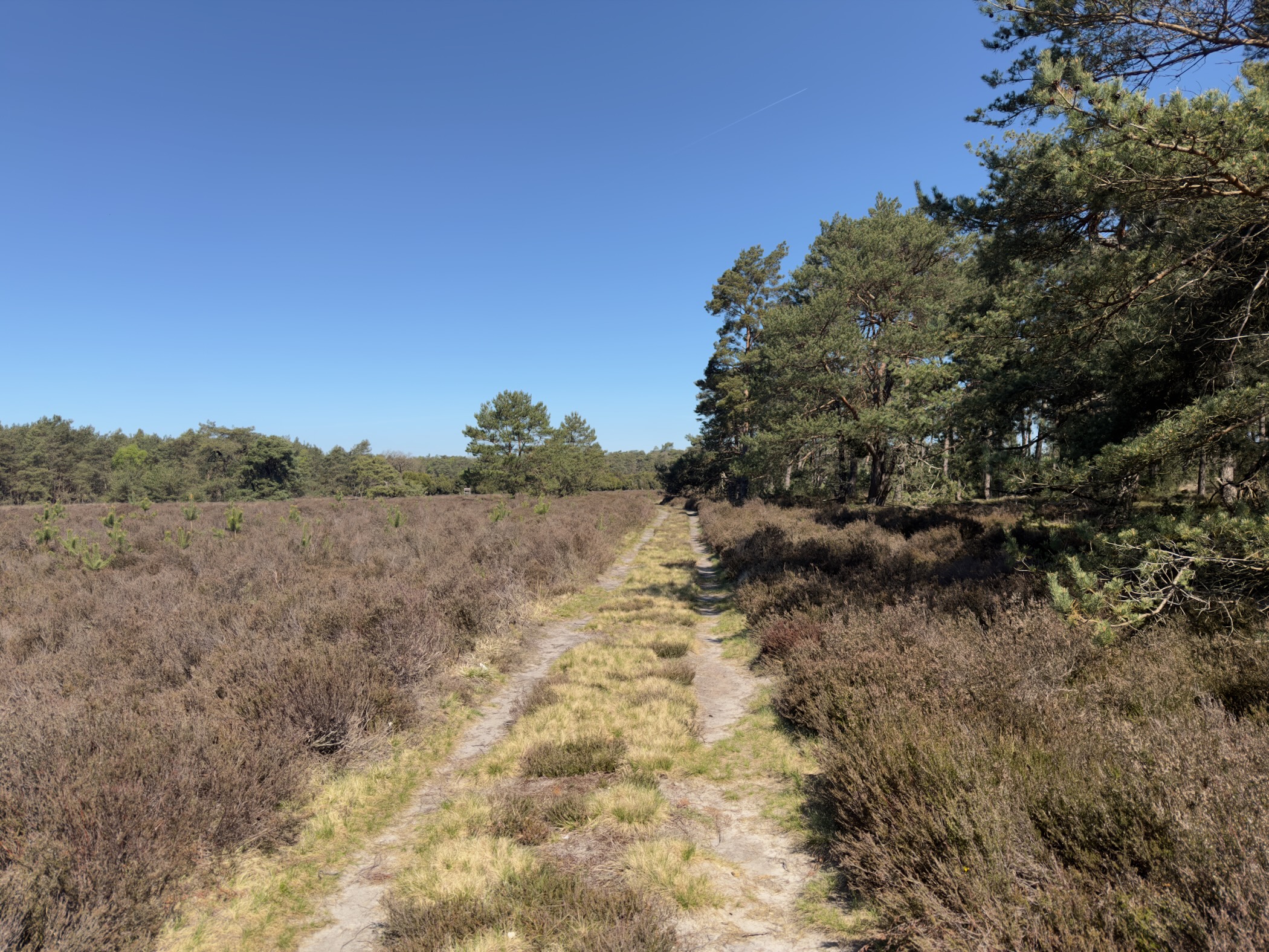 A grass track between heather and a row of pine trees