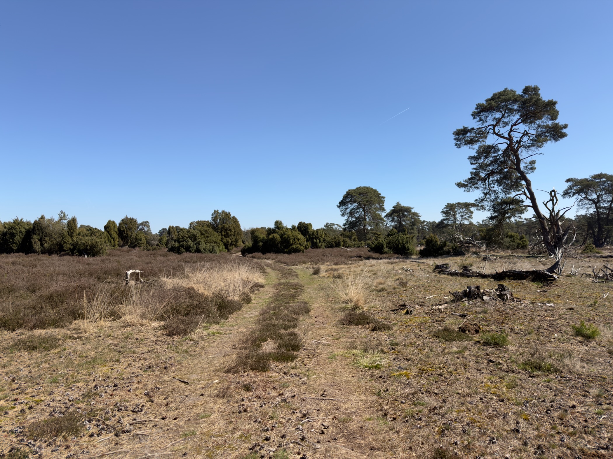 A sheep grazing on the open heath
