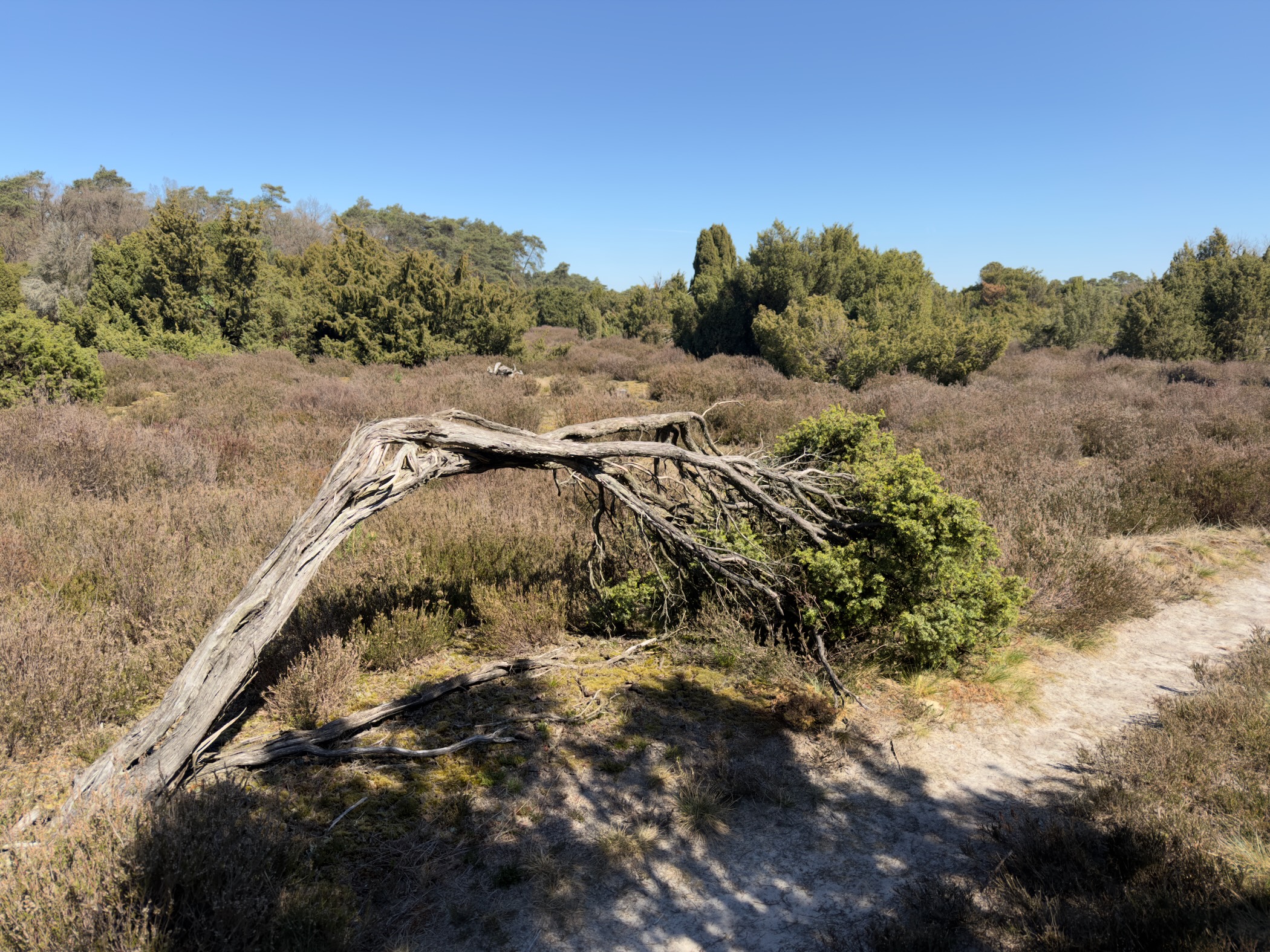 A twisted dead branch lying across the heather