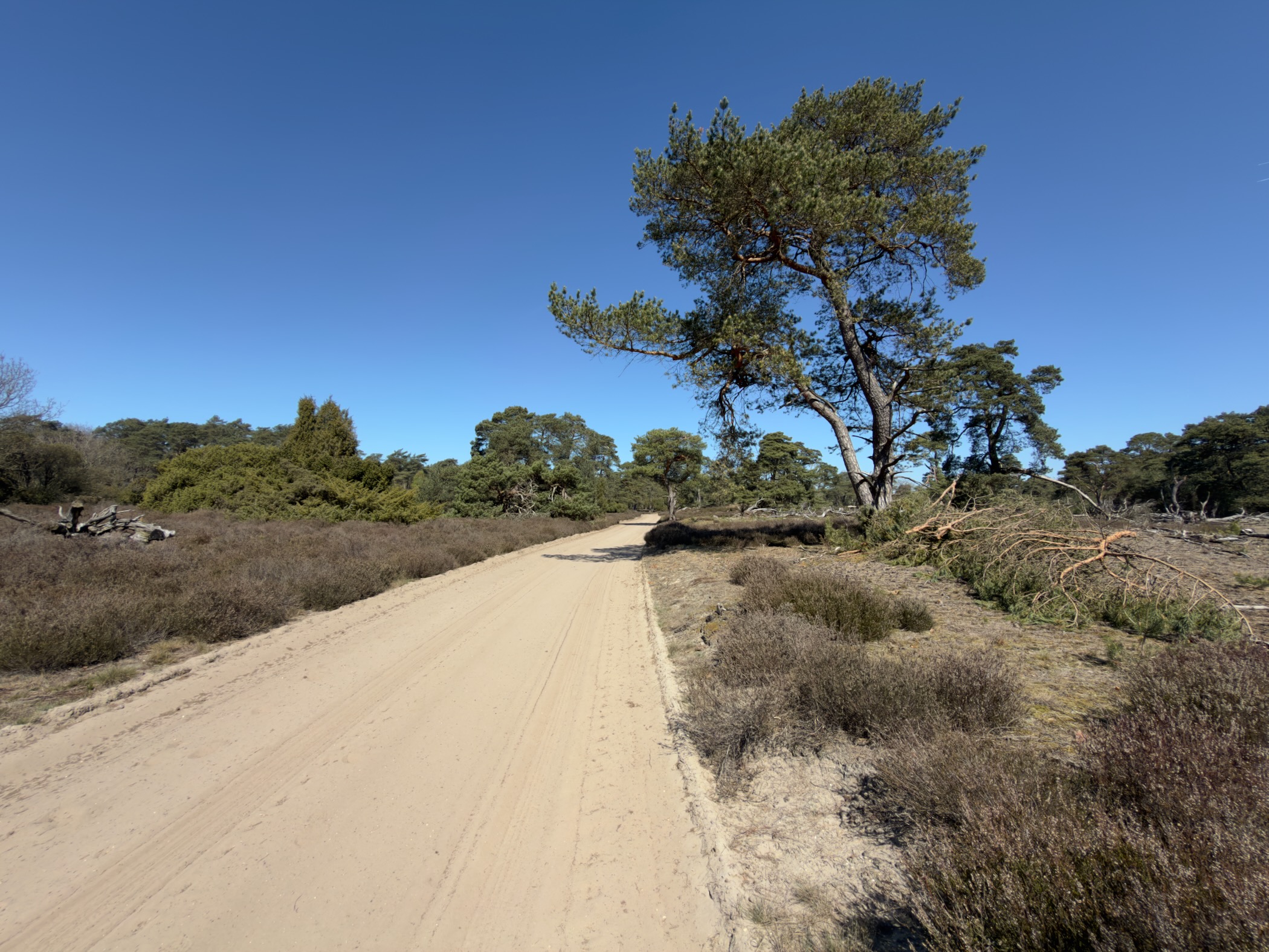 A sandy track on the heath with a tall pine tree on the right
