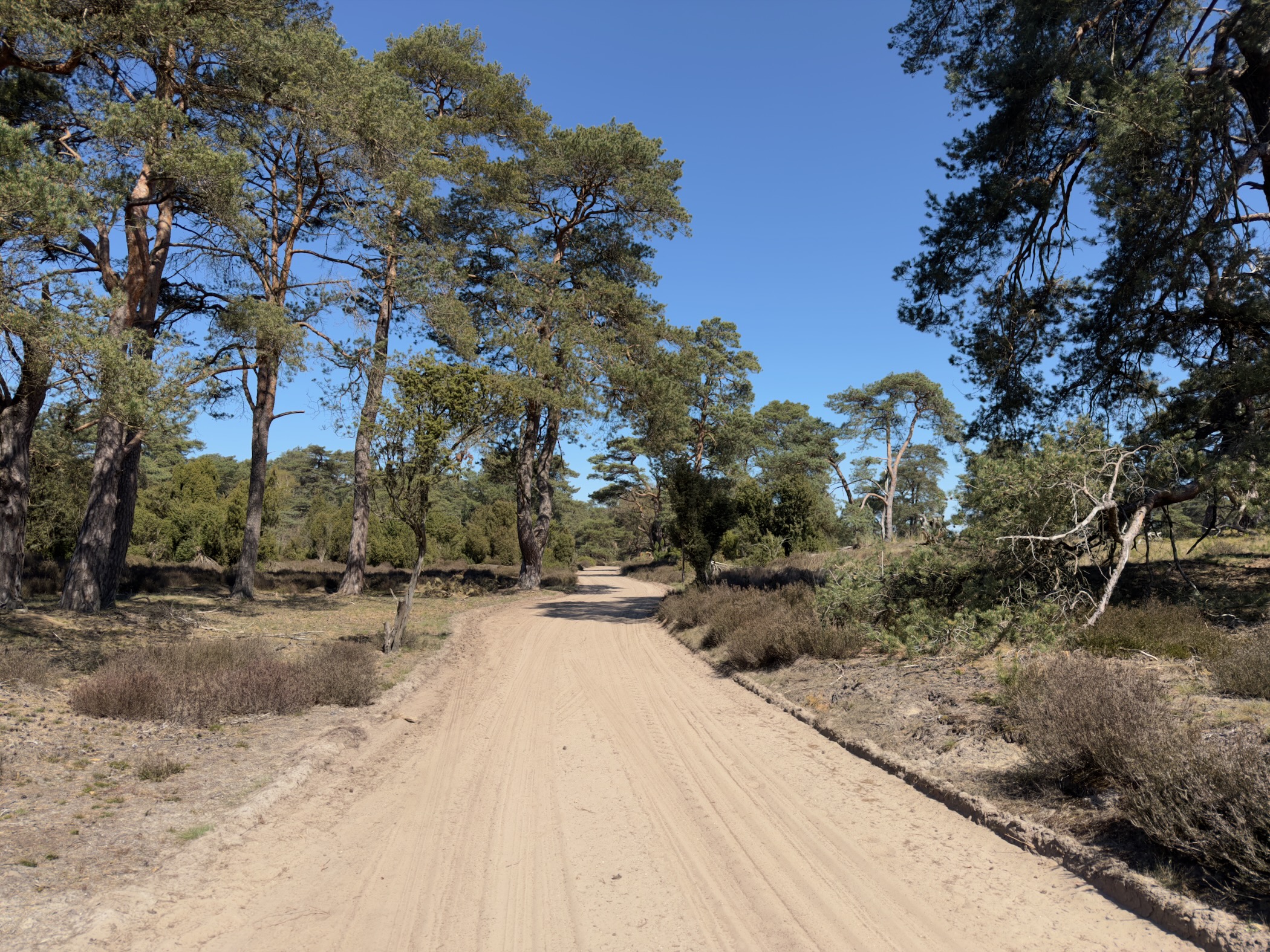 A wide sandy track running through a pine wood