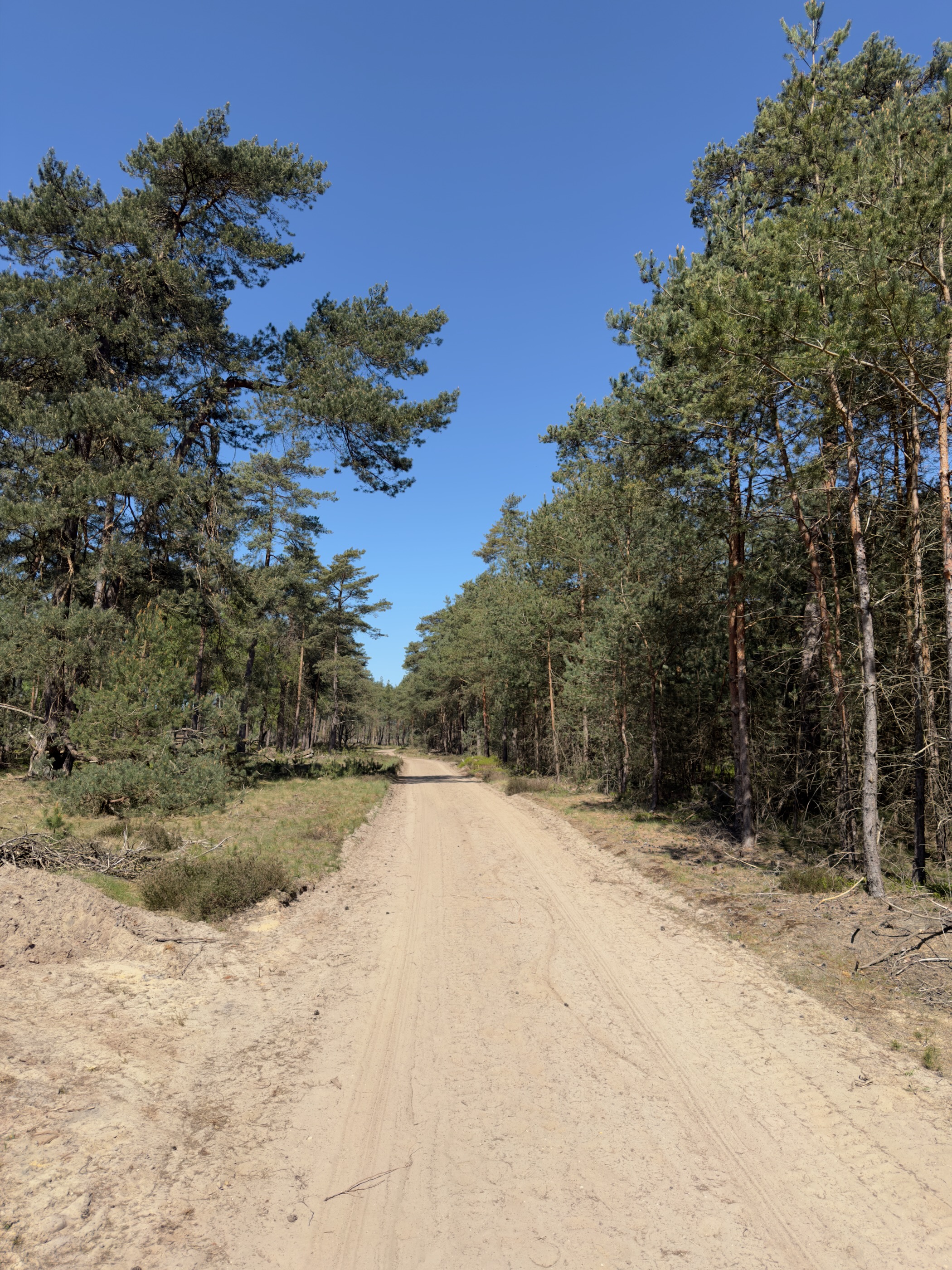 A sandy track between two stands of pine trees under a blue sky