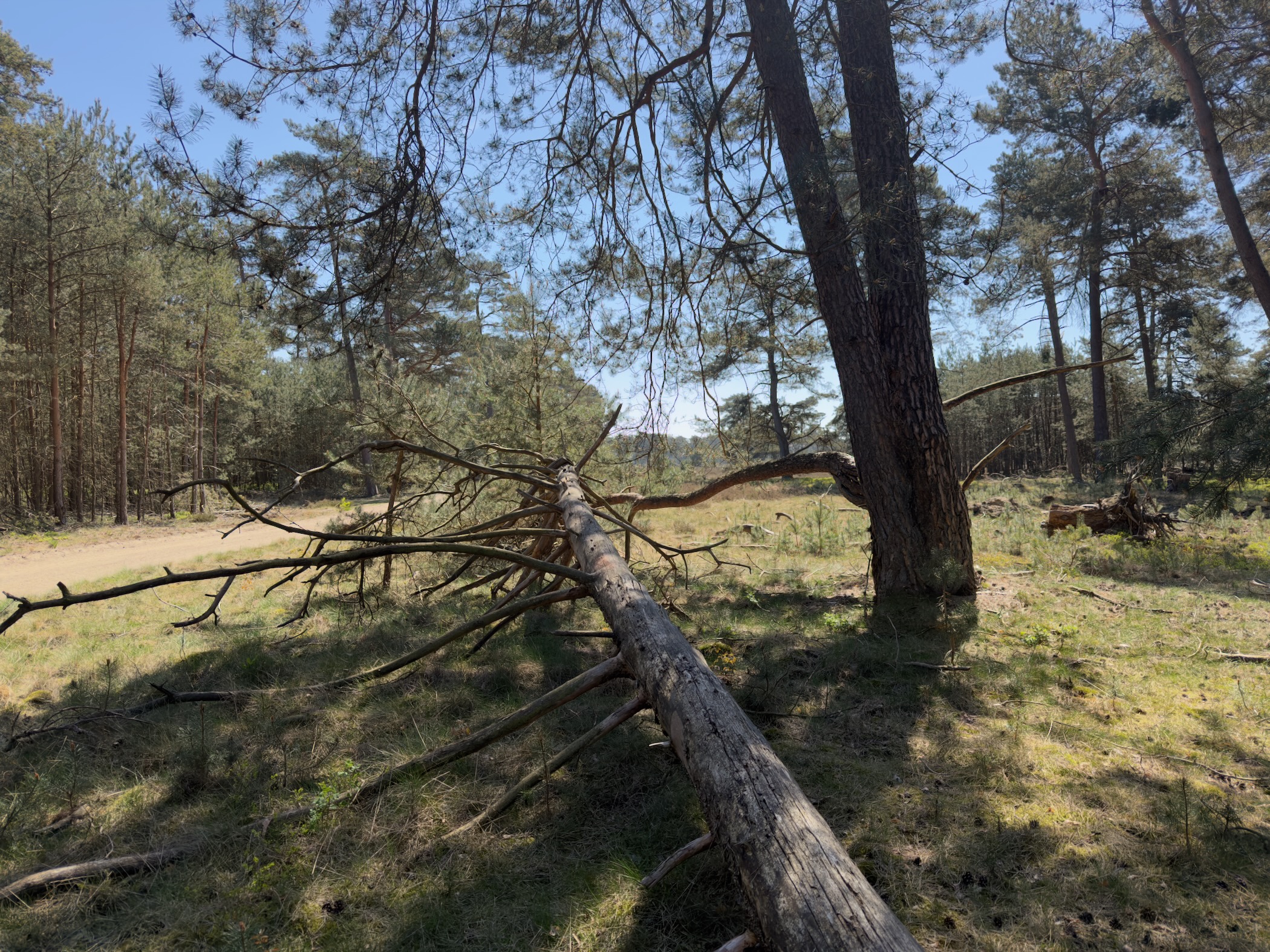 A fallen pine tree leaning against another tree in the wood