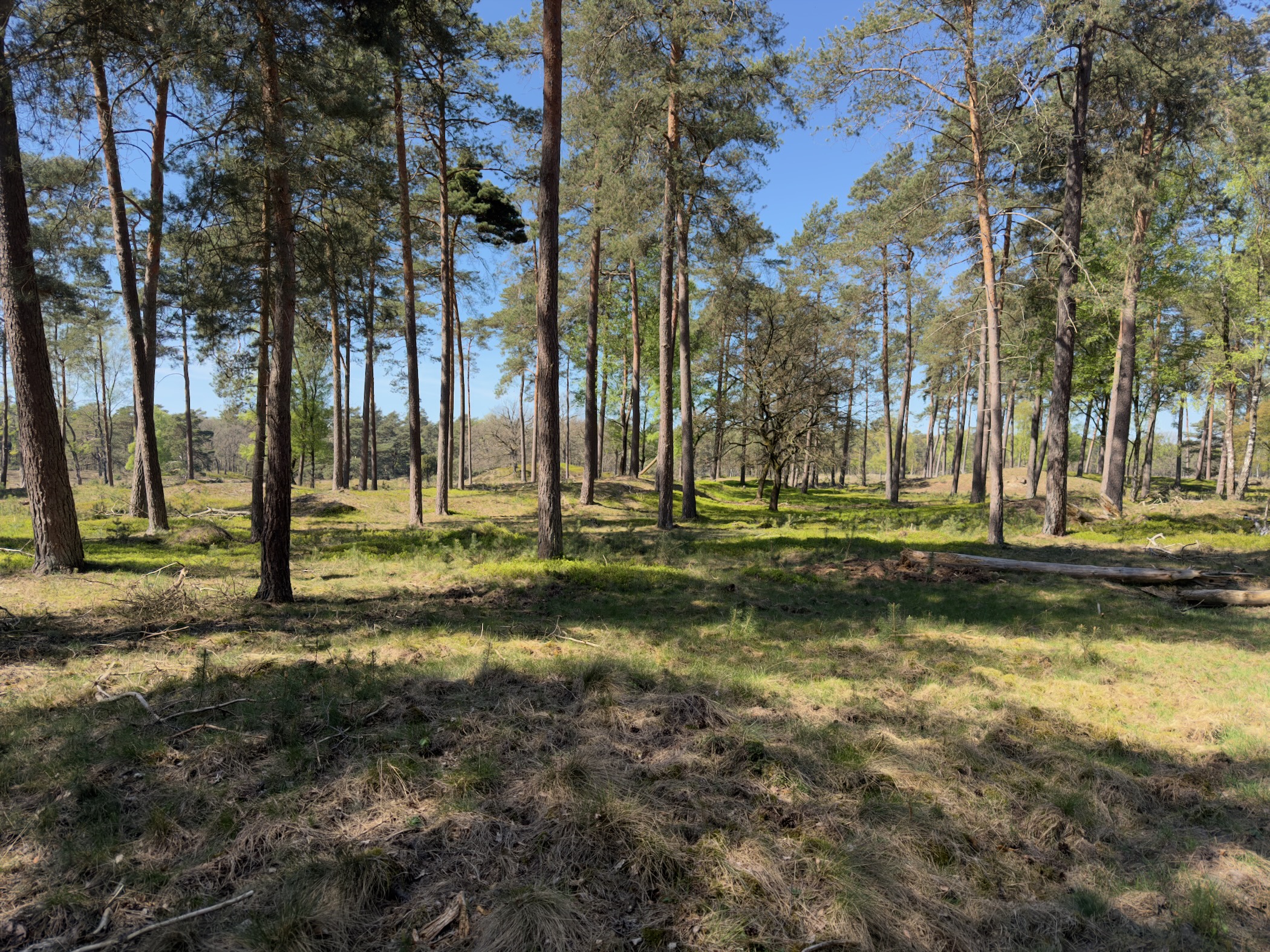 An open pine wood with a mossy floor under a blue sky