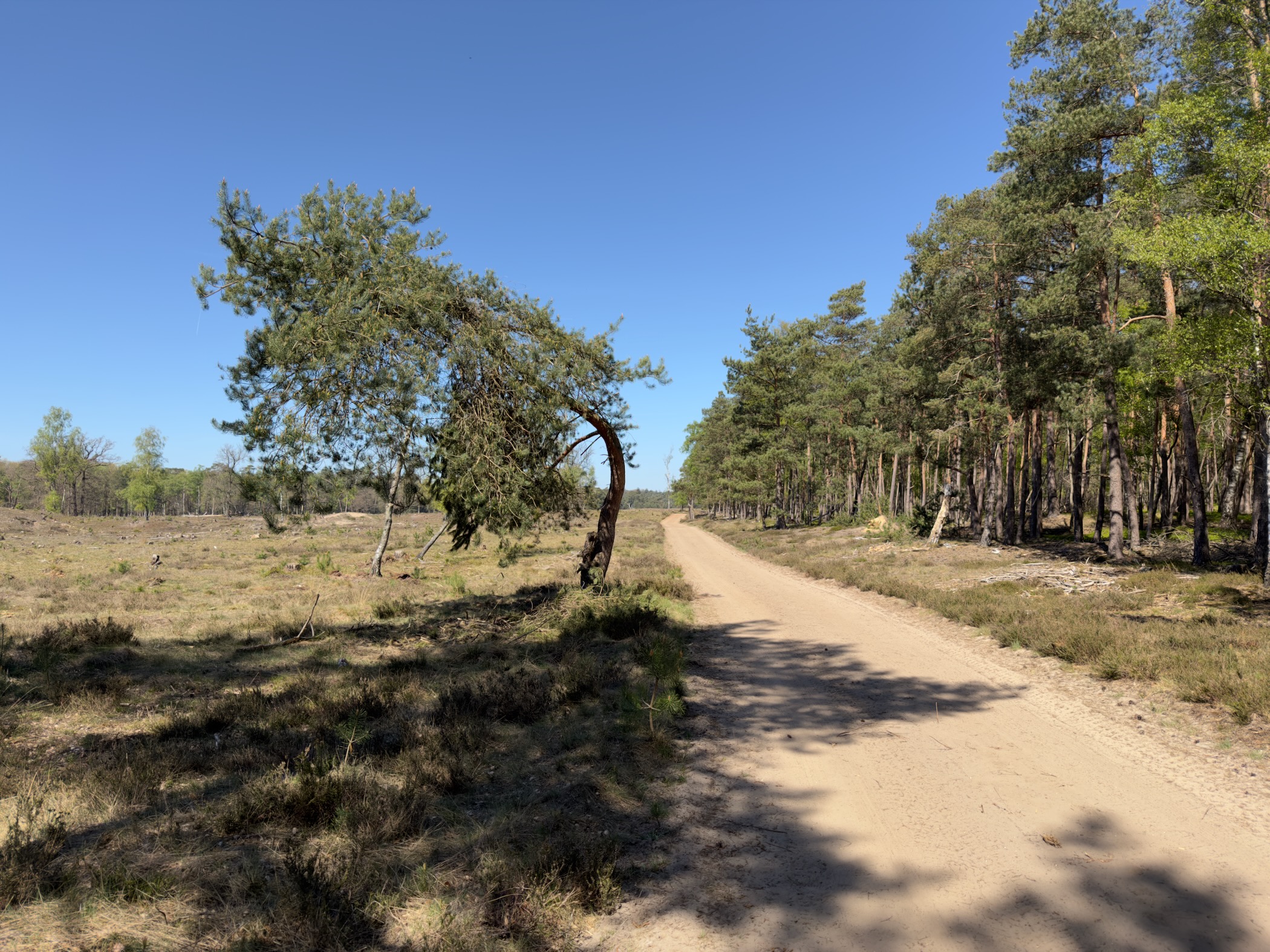 A sandy track between heath and a row of pine trees