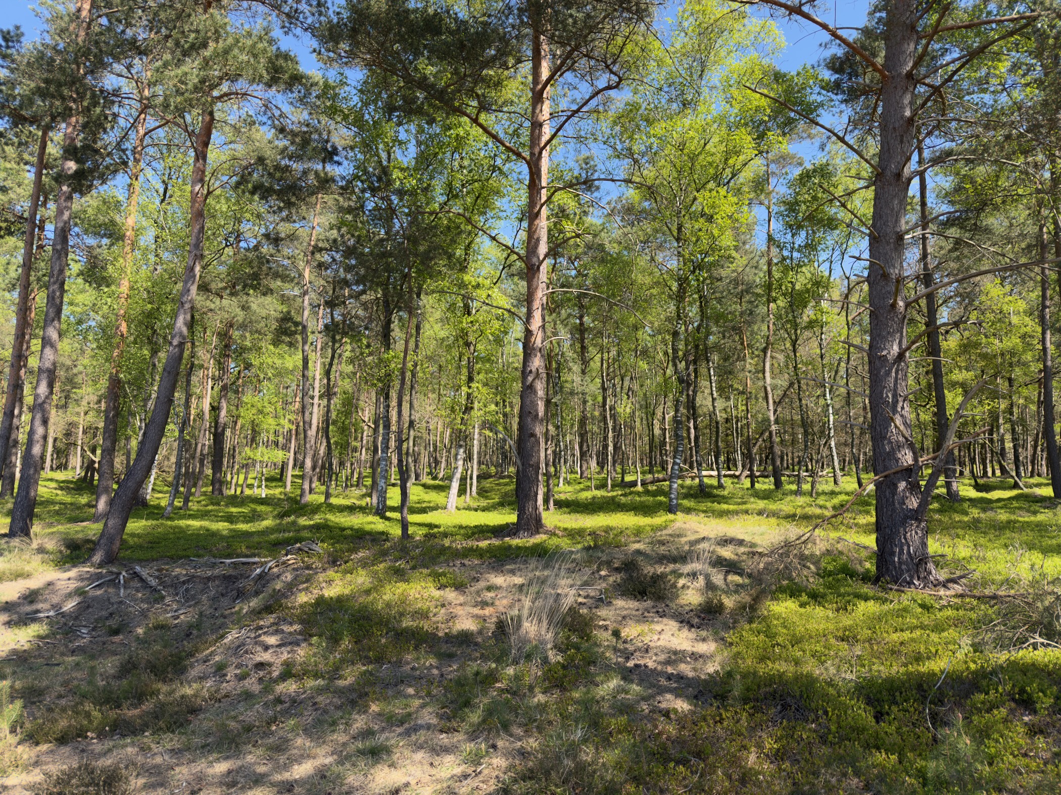 An open wood of pine and birch with a bright green floor