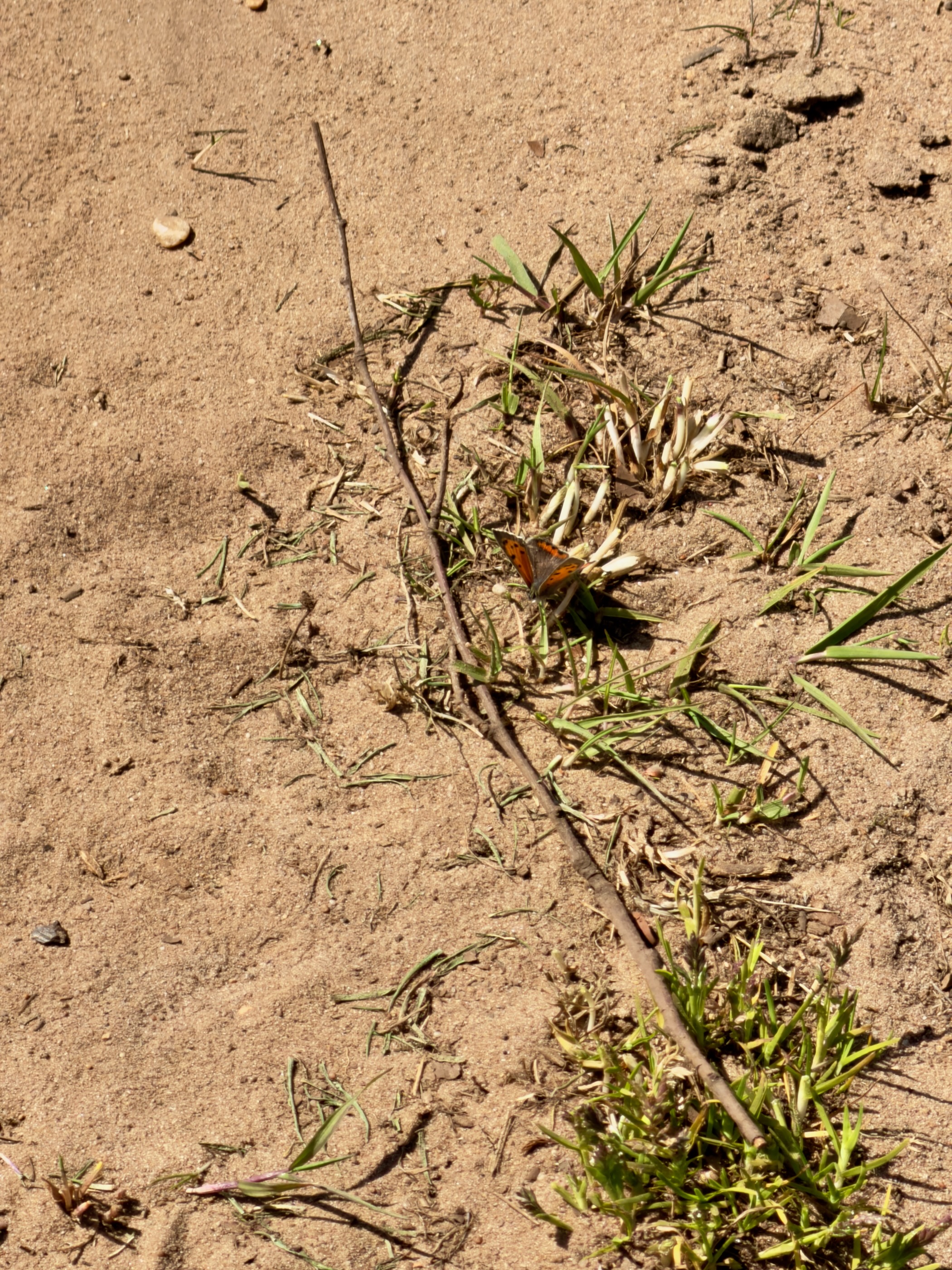 A small orange butterfly resting on the sandy path