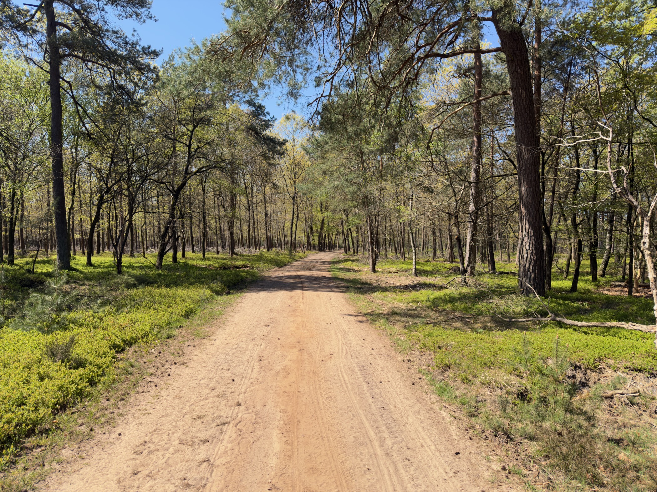 A sandy track through an open mixed wood