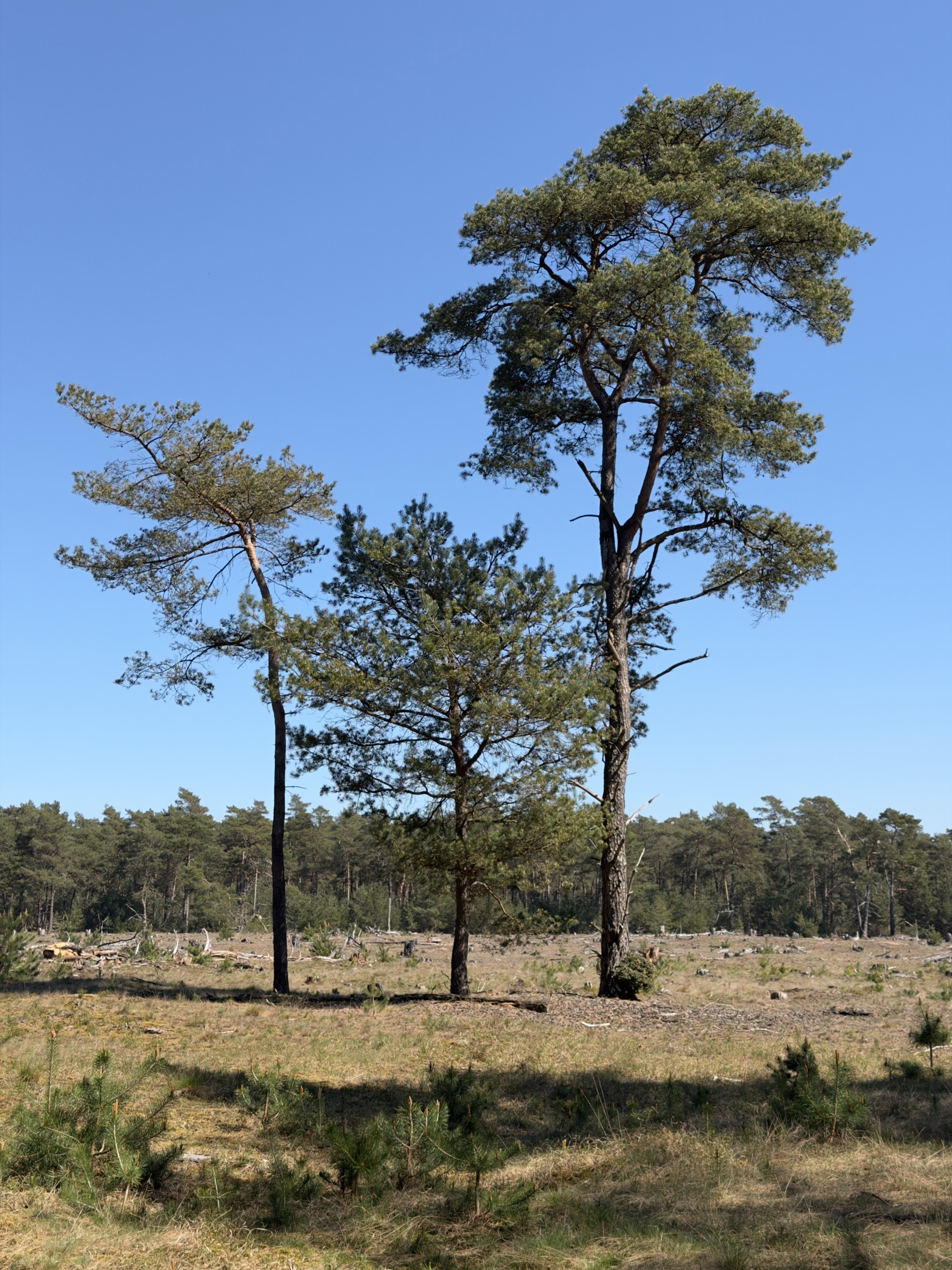 Two tall pine trees standing alone in a clearing