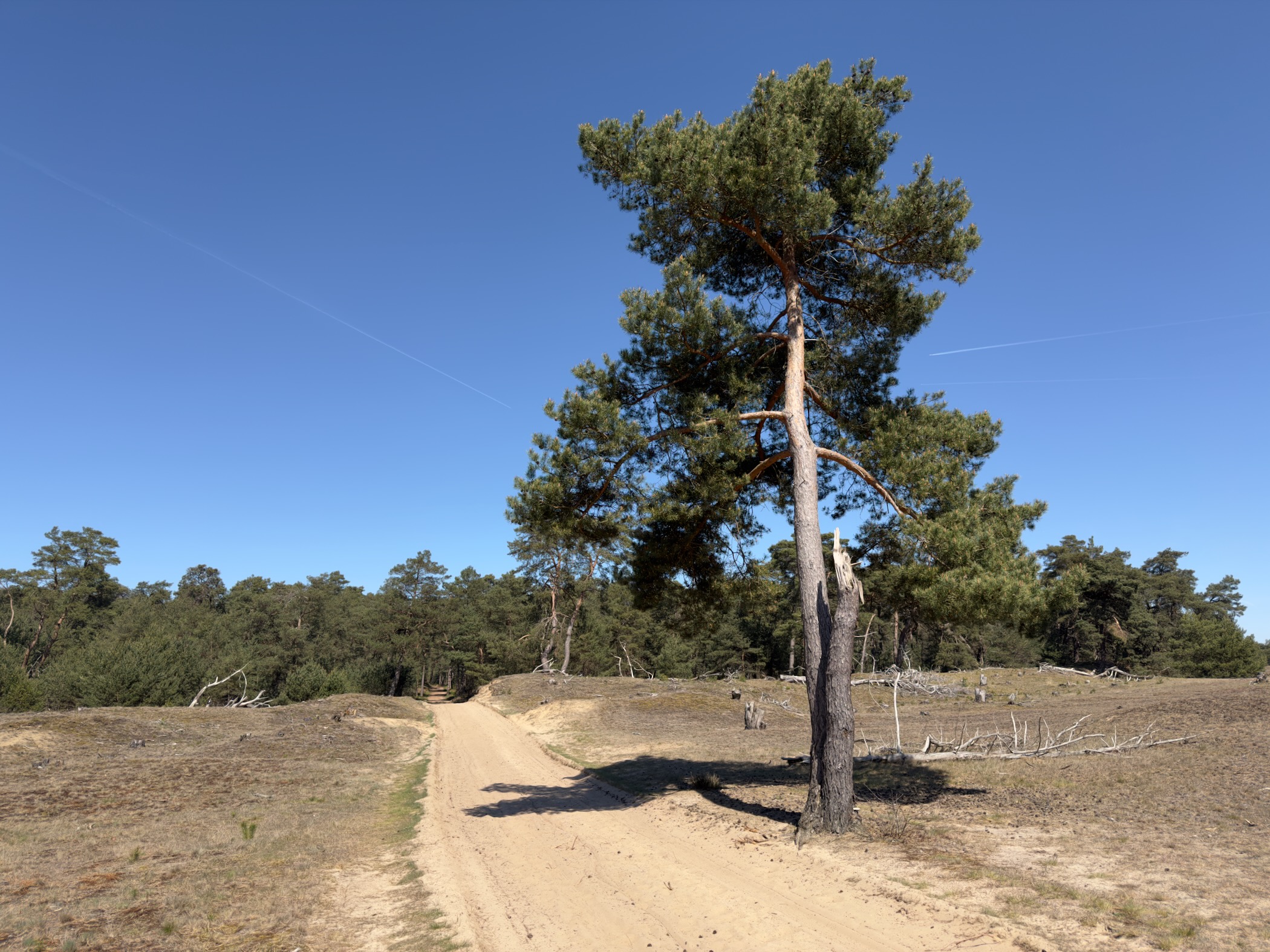 A sandy track curving past a tall pine tree on the right