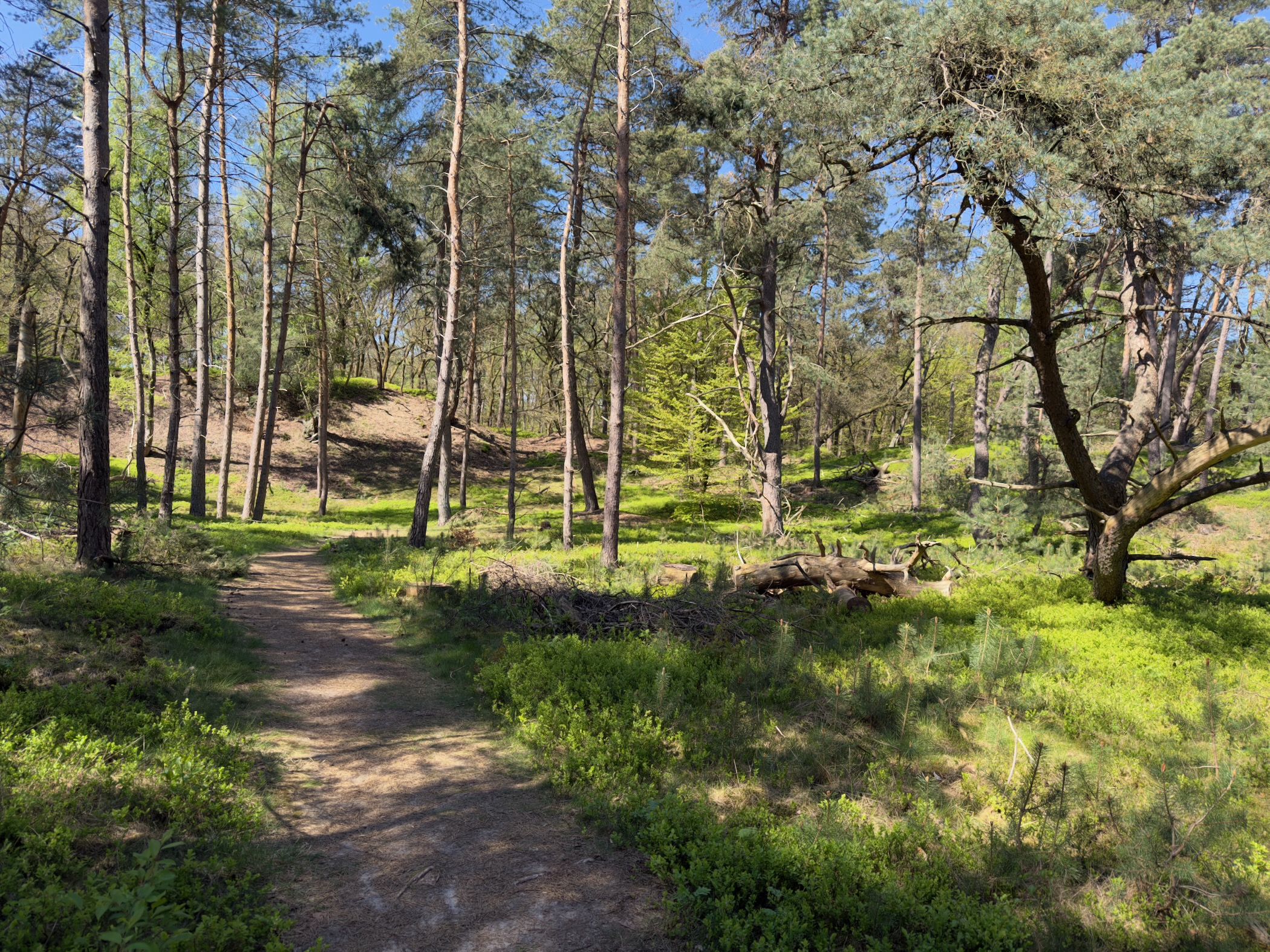 A forest path running below a green mossy slope