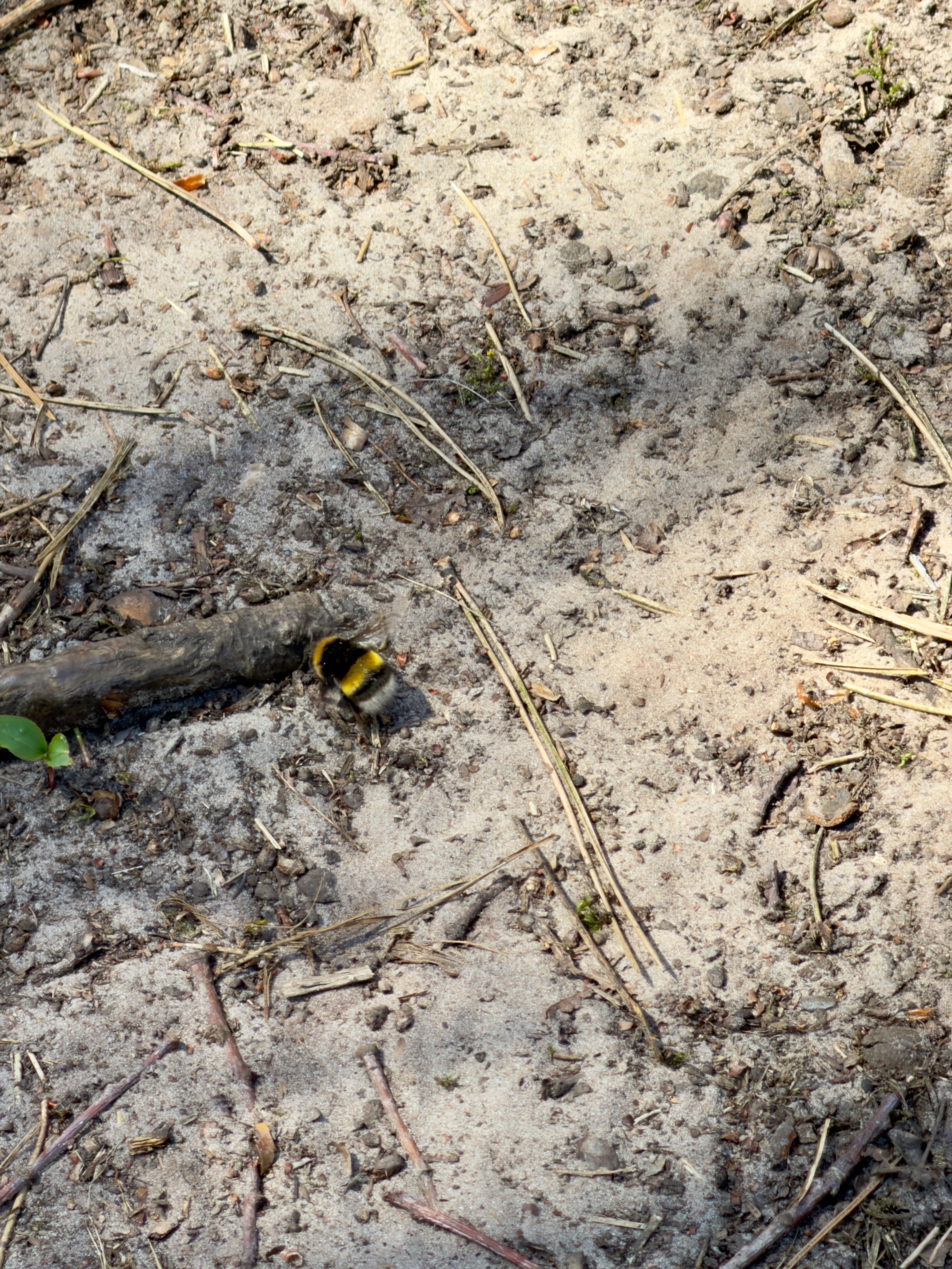 A bumblebee on bare sandy ground next to a twig