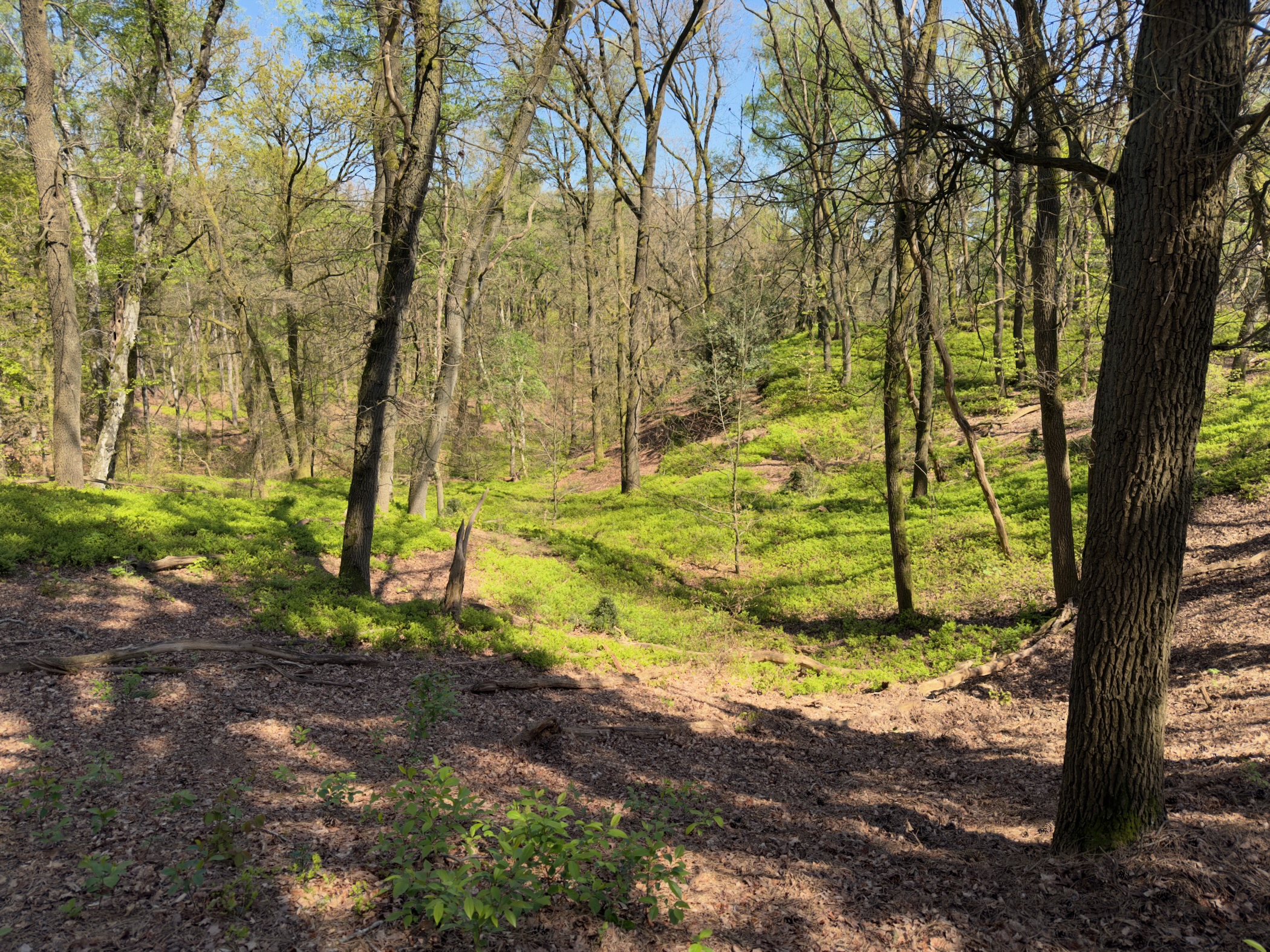 A wooded slope with bright green ground cover between bare trees