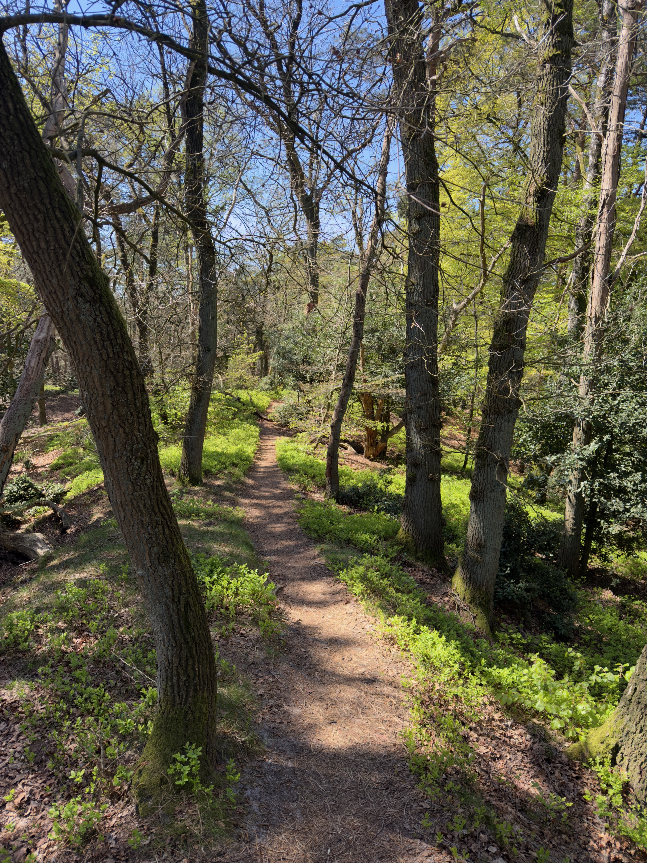 A narrow path running between trees with green ground cover
