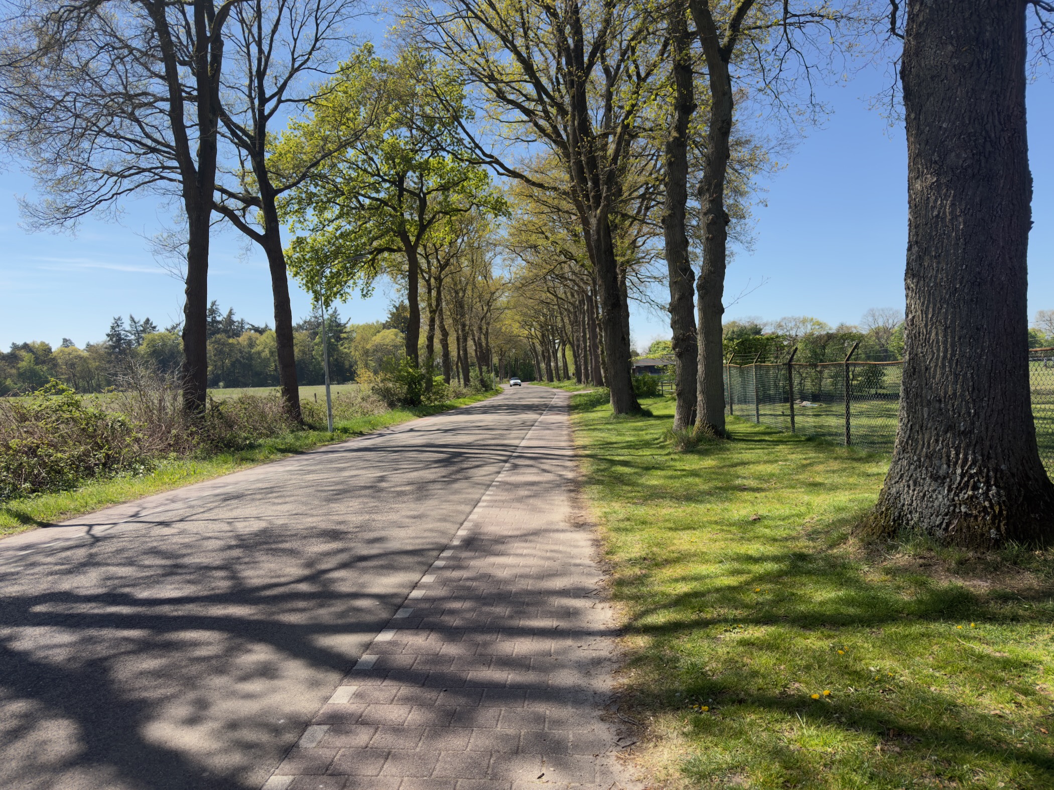 A quiet road lined with tall trees on both sides