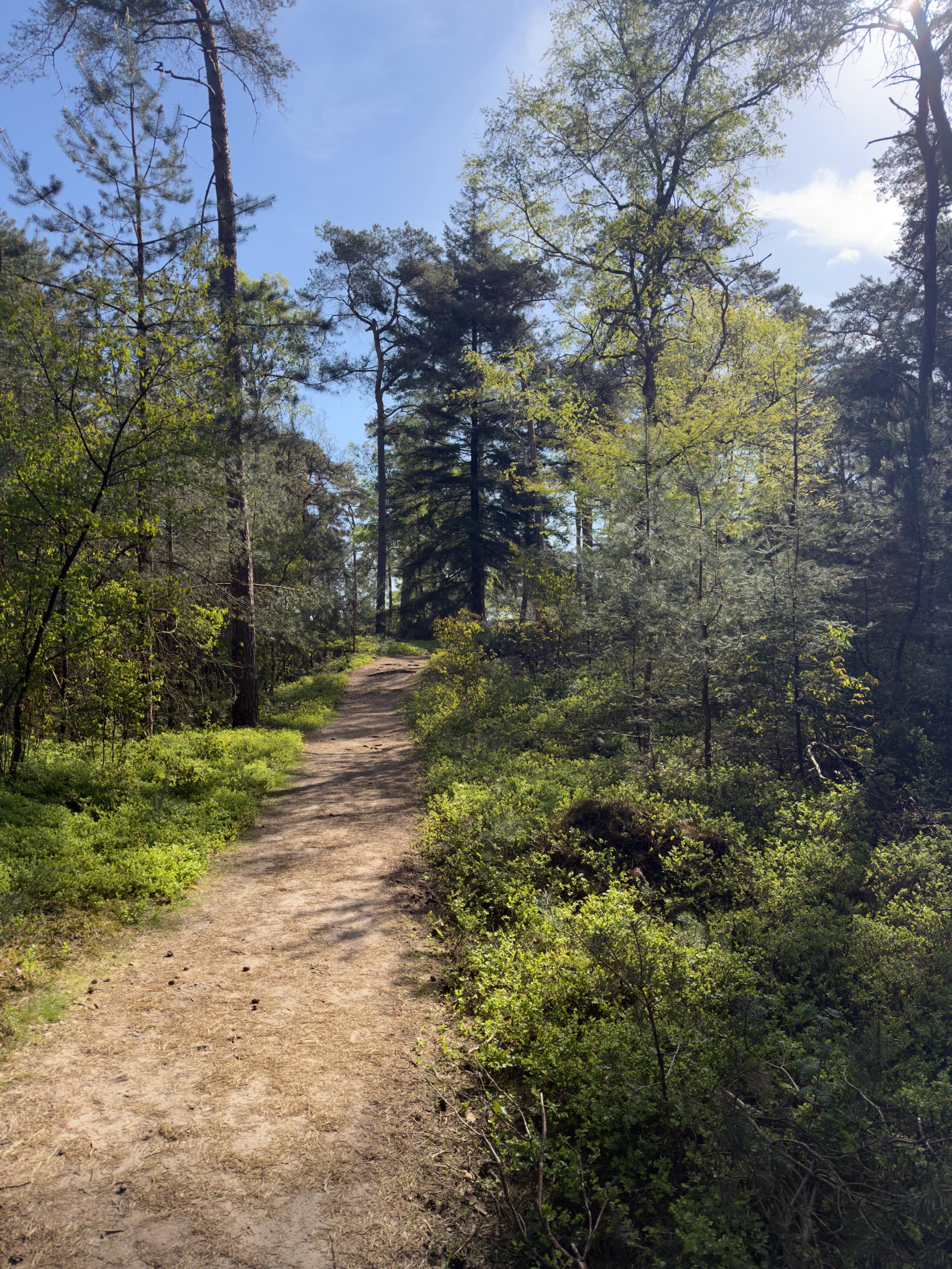Sandy footpath through pine and birch woodland under blue sky