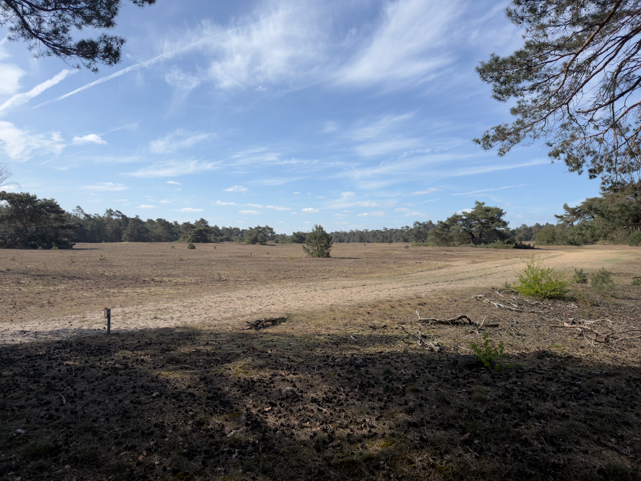 Open sandy heath with scattered pines under a wide sky