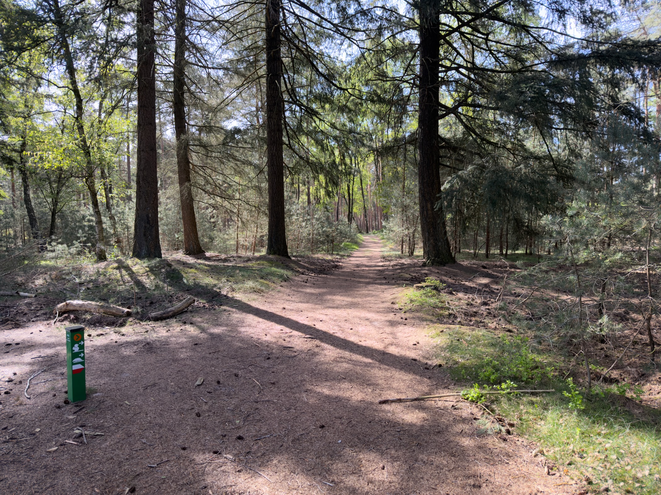 Wide forest path through tall conifers with a green marker post