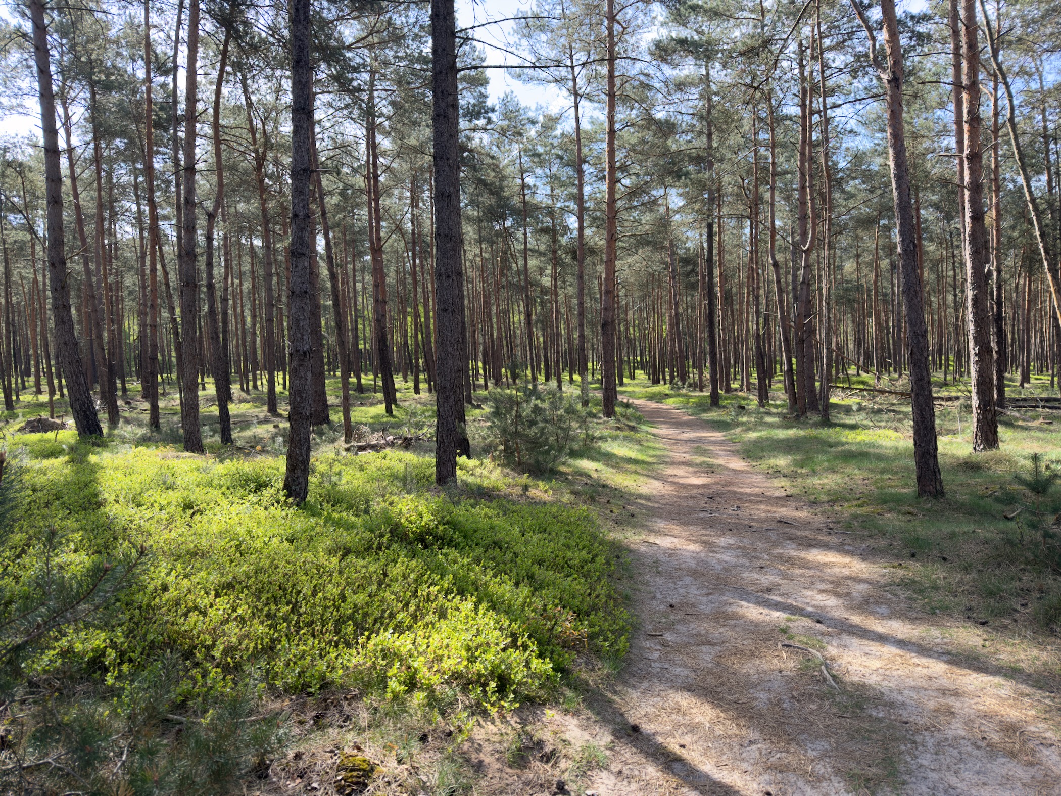 Sandy path winding through pine forest with bilberry undergrowth